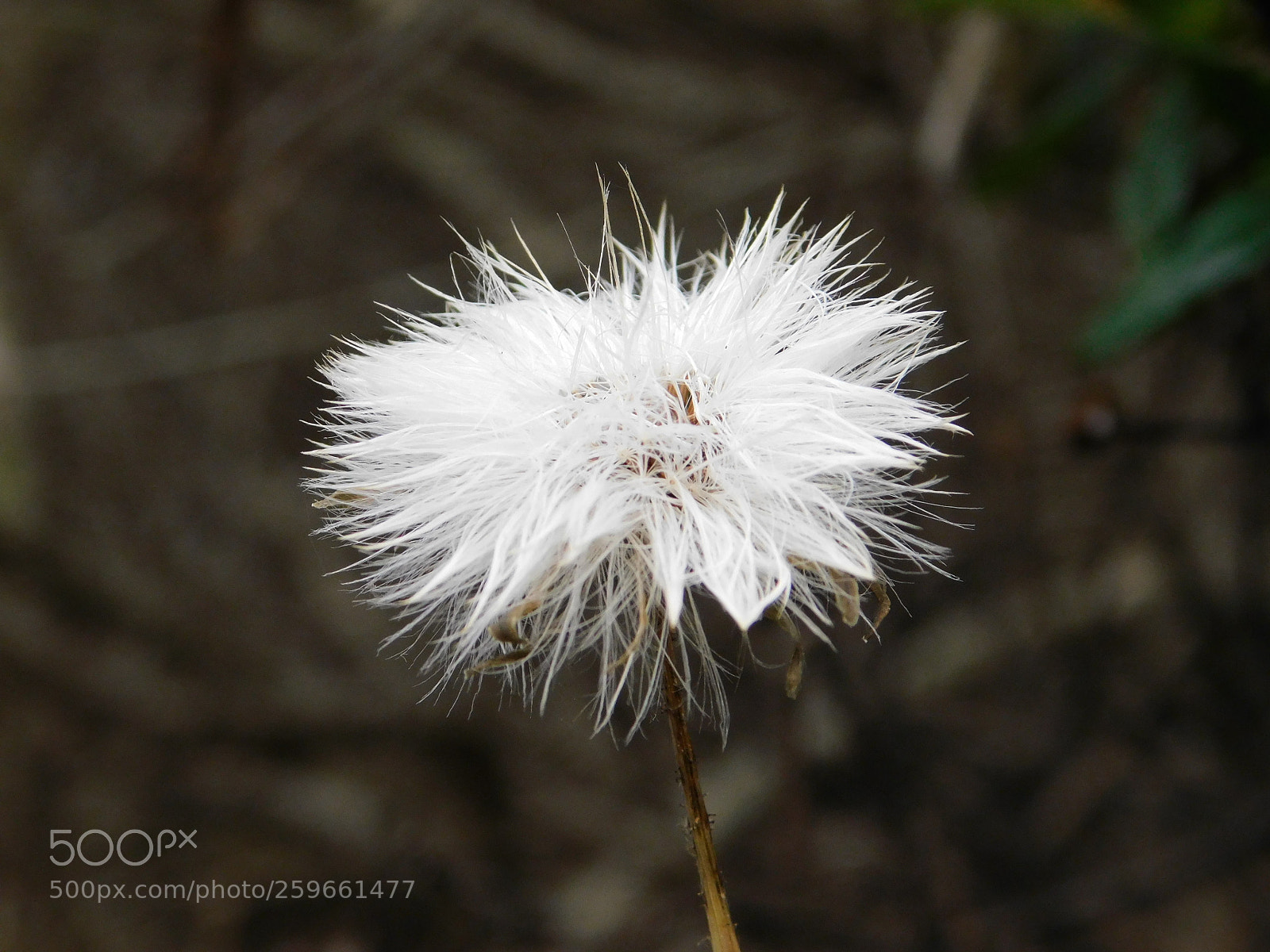 Nikon Coolpix B500 sample photo. Wishes on a dandelion photography