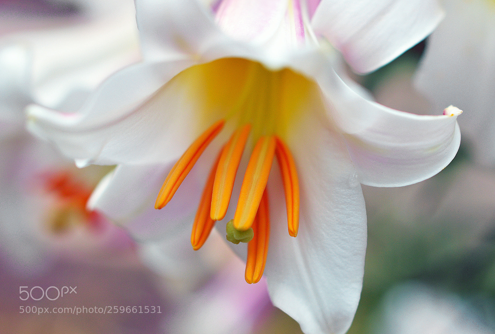 Nikon D3200 sample photo. Natural photography