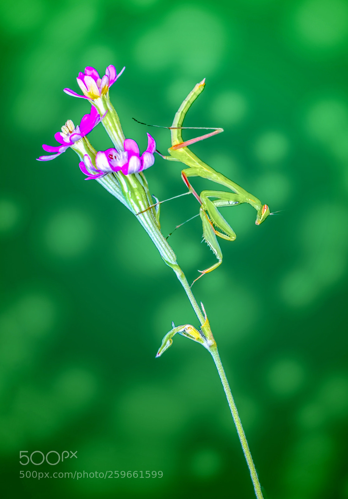 Nikon D7100 sample photo. Baby mantis photography