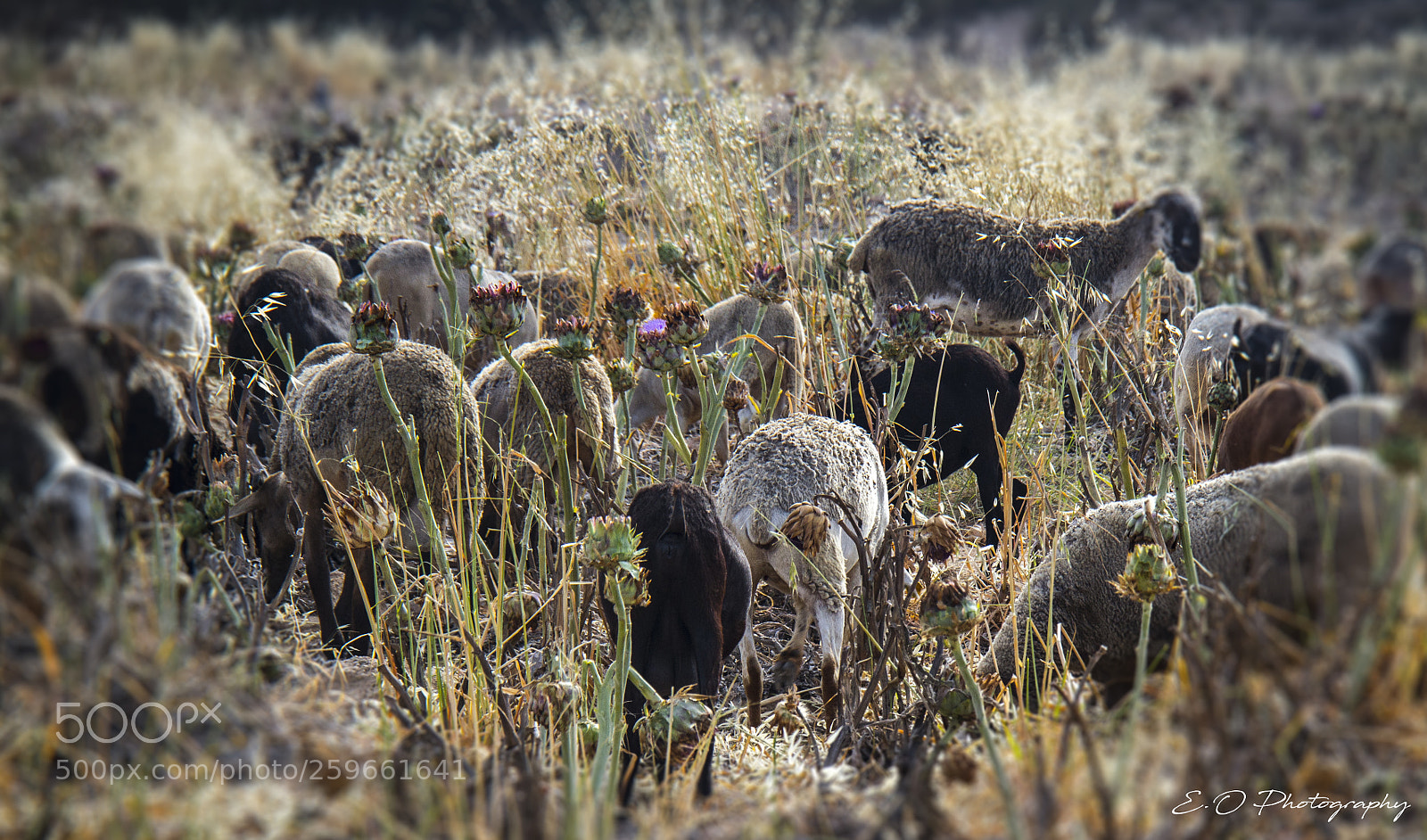 Canon EOS 7D sample photo. Sheep land photography