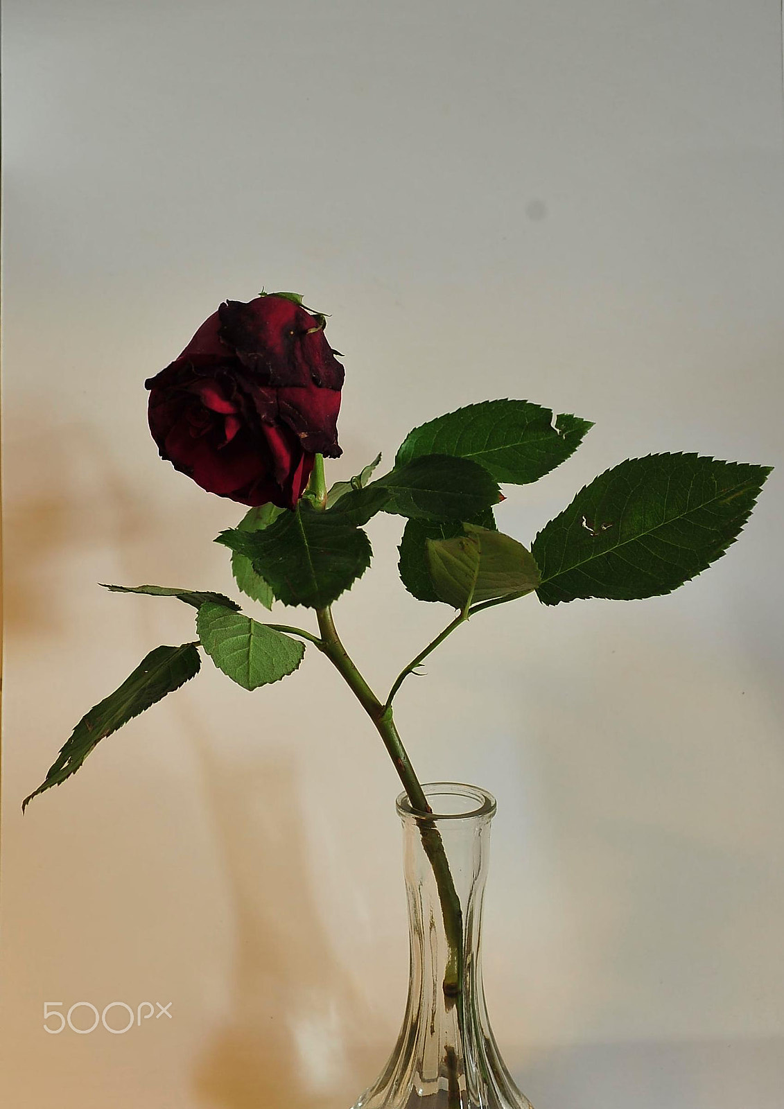 Nikon D3S sample photo. Rose photography