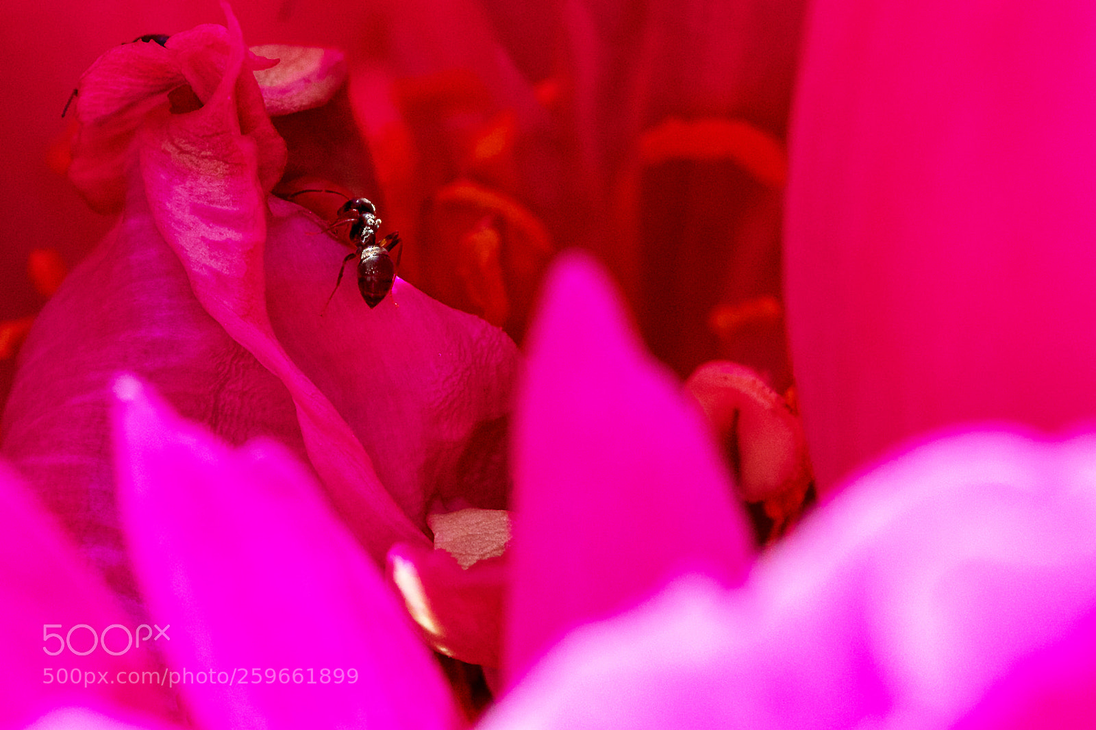 Canon EOS 5D Mark IV sample photo. Ant on excursion photography