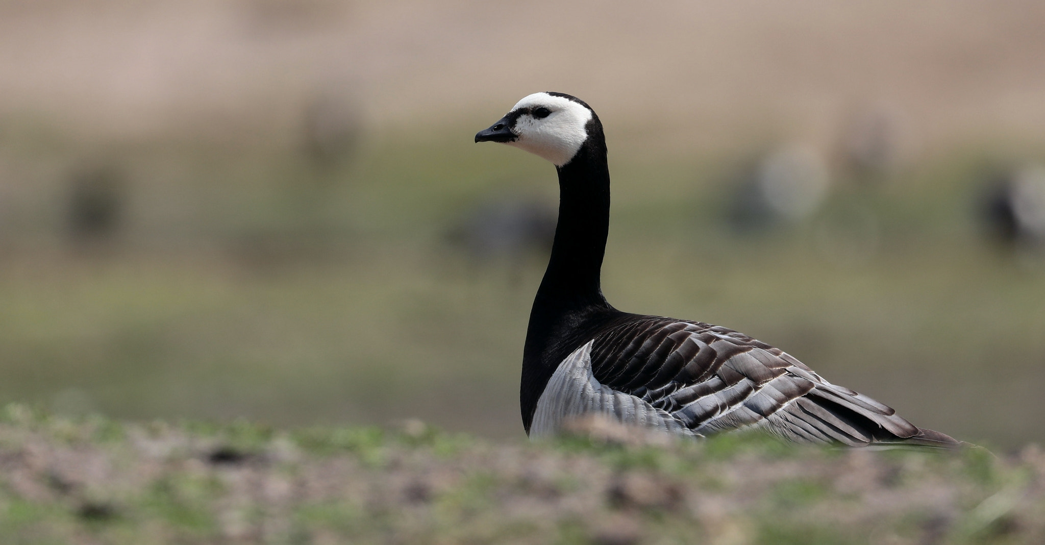 Canon EOS 5D Mark IV sample photo. Barnacle goose photography