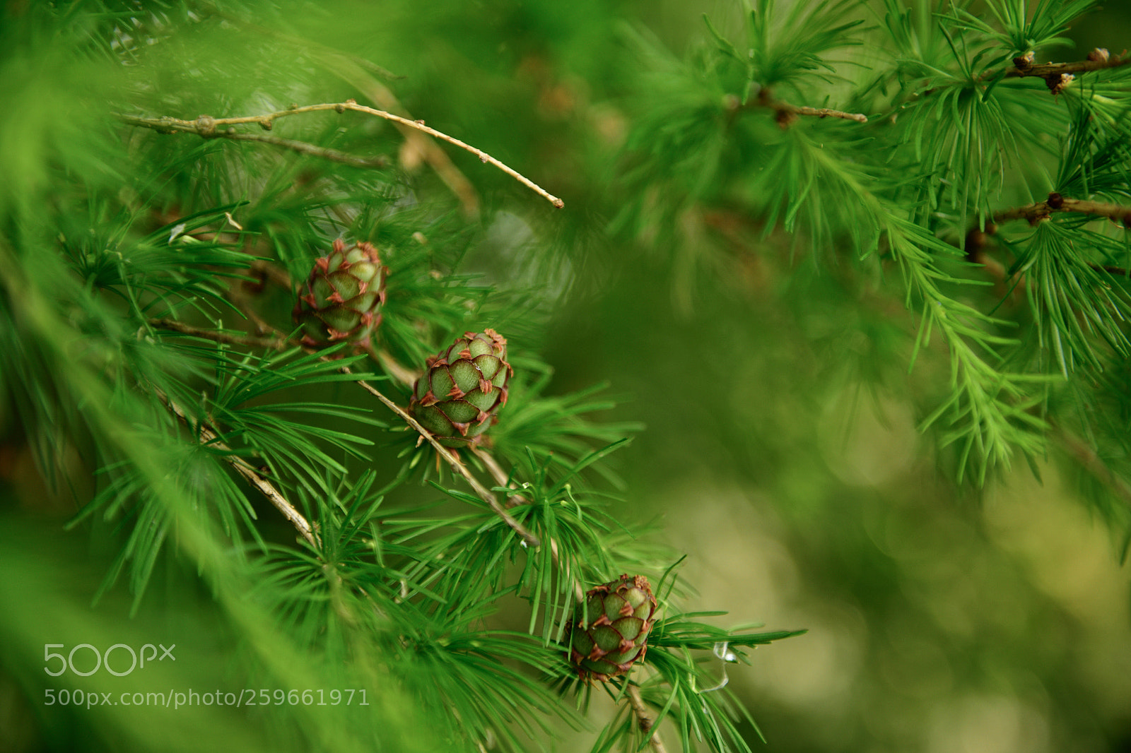 Nikon D850 sample photo. Green pine cones photography