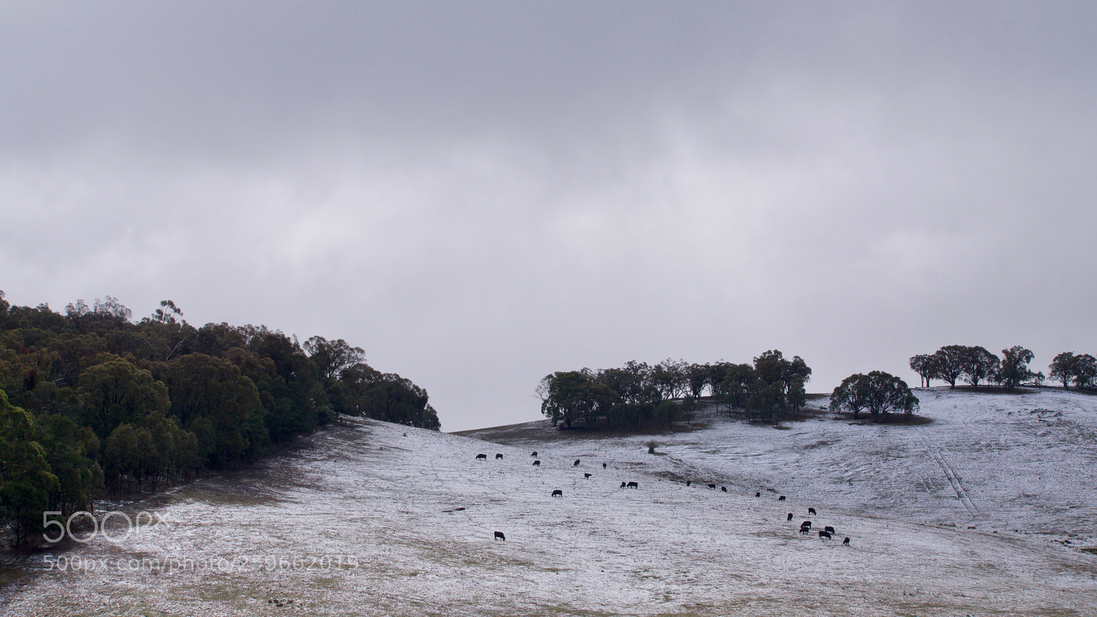 Sony a6000 sample photo. Cows in the snow photography