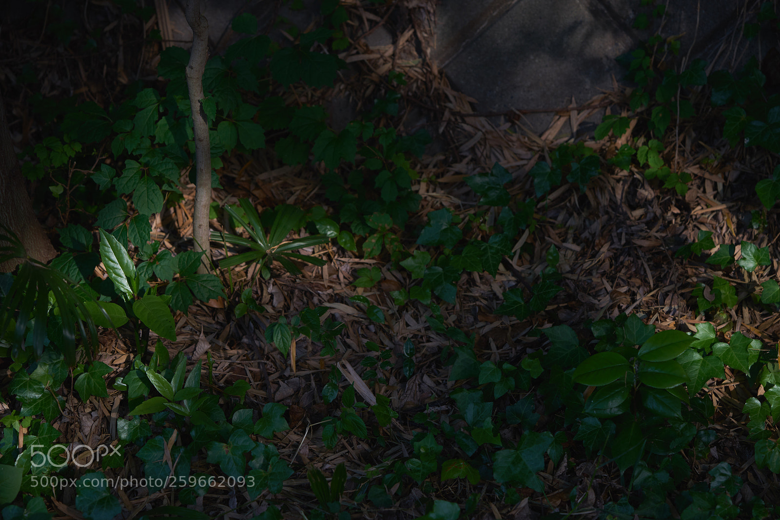 Sony a7 sample photo. Leaves 996 photography
