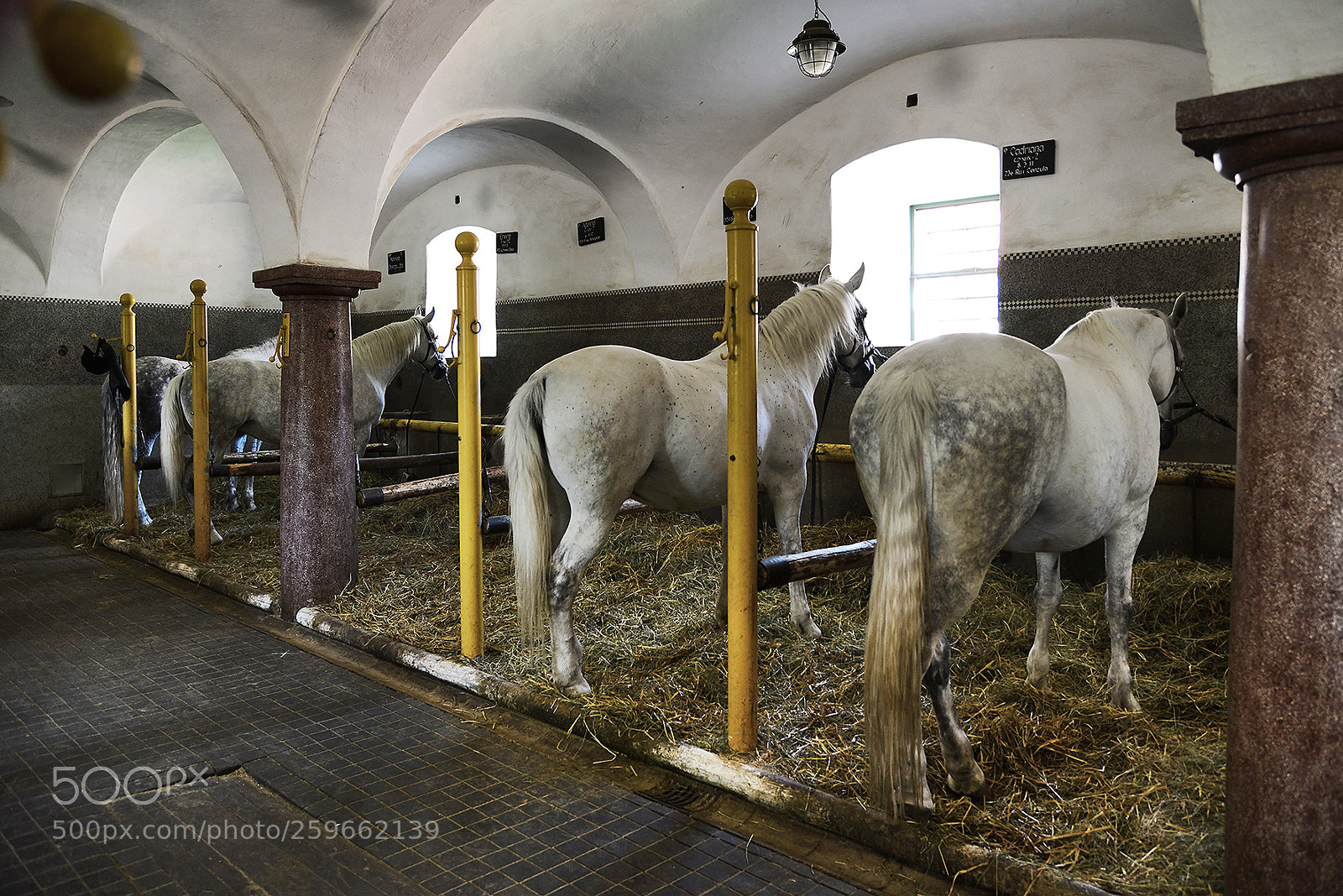 Nikon D600 sample photo. Stable photography