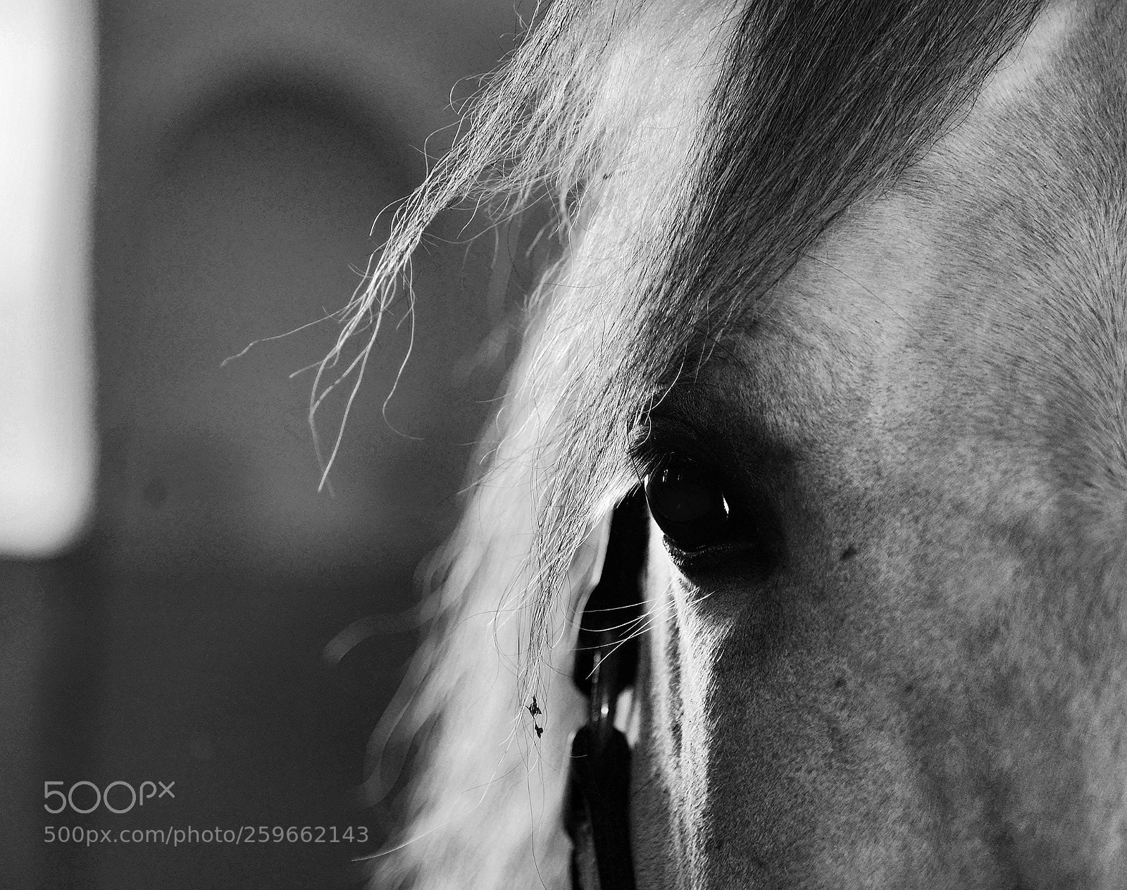 Nikon D600 sample photo. Stallion´s eye photography