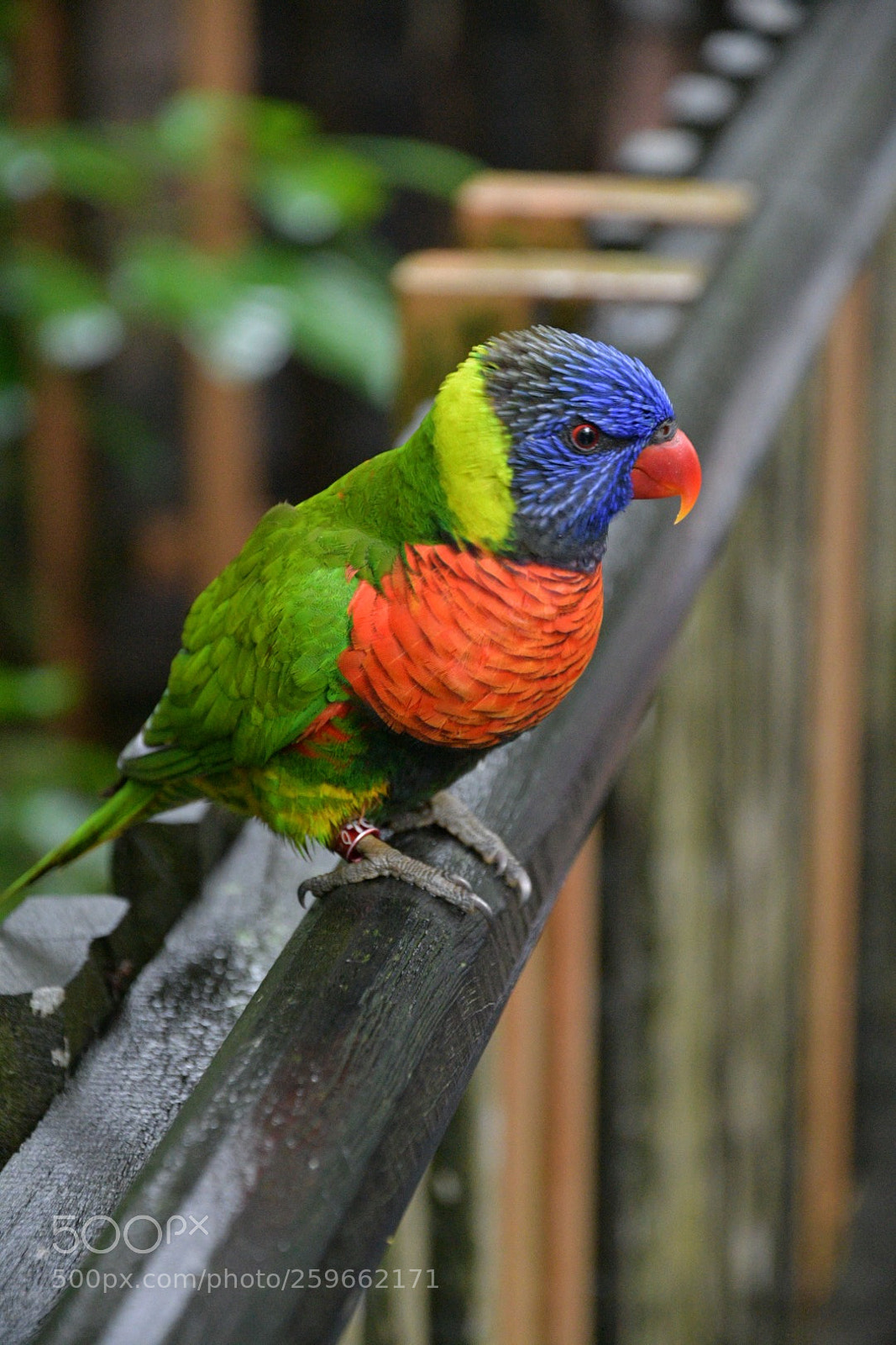 Nikon D500 sample photo. The rainbow lorikeet photography
