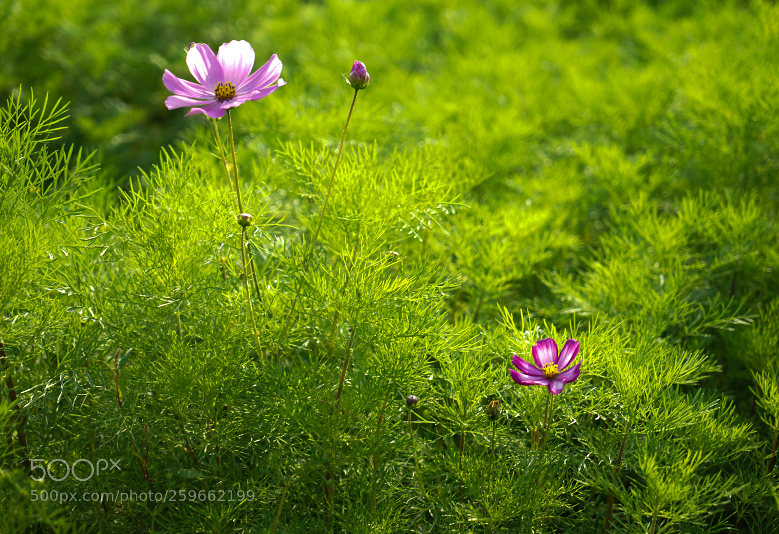 Sony a7 II sample photo. Dsc photography