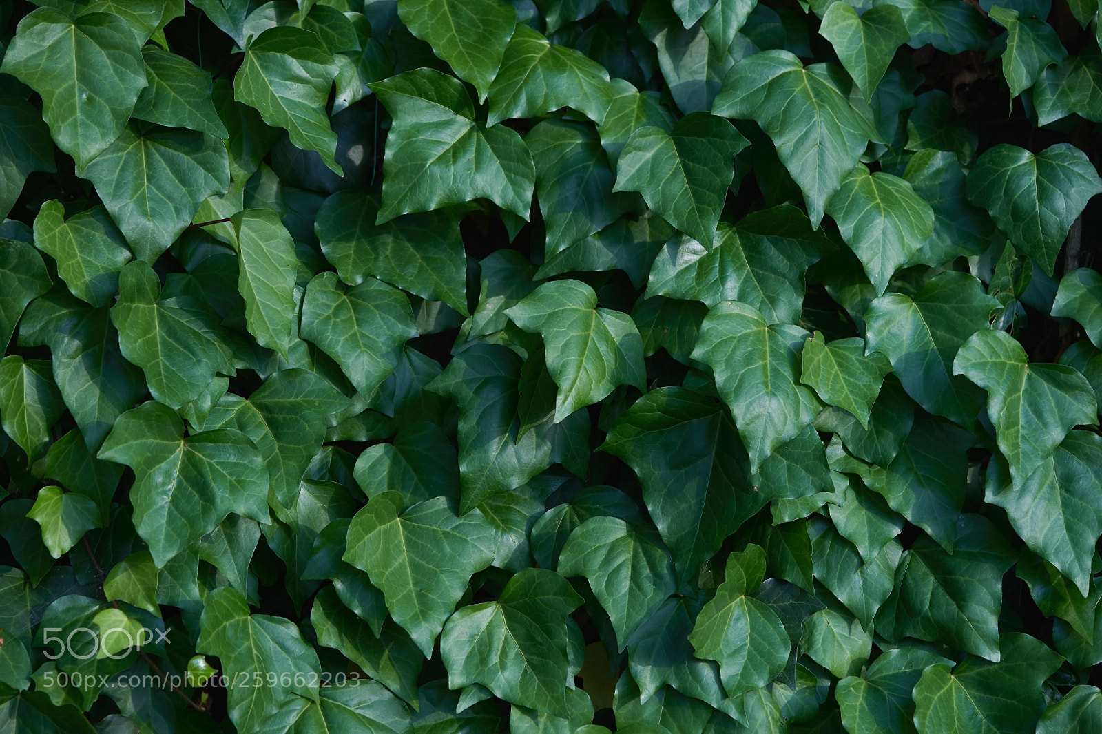 Sony a7 sample photo. Leaves 997 photography