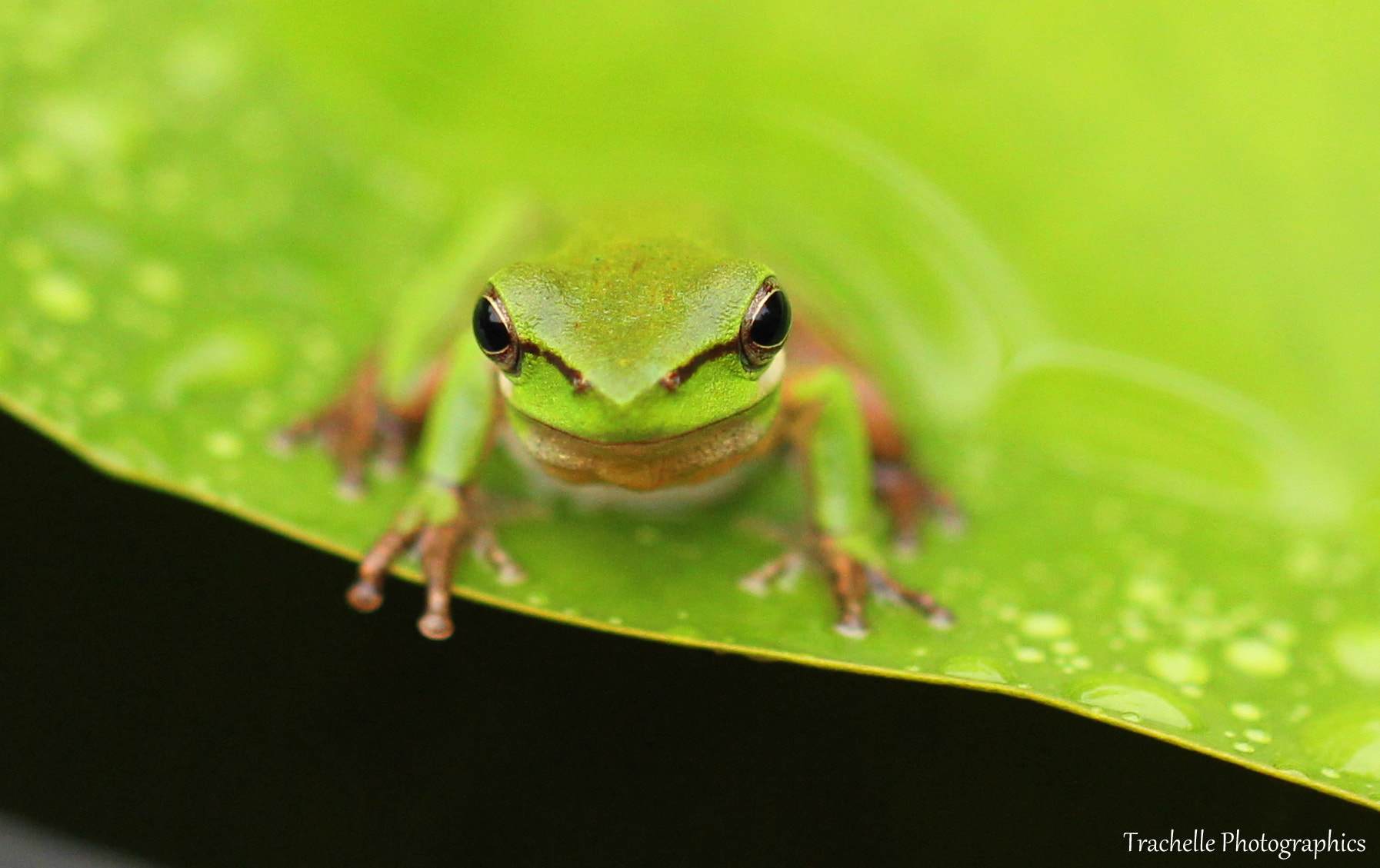 Canon EF 100mm F2.8L Macro IS USM sample photo. Green with envy photography