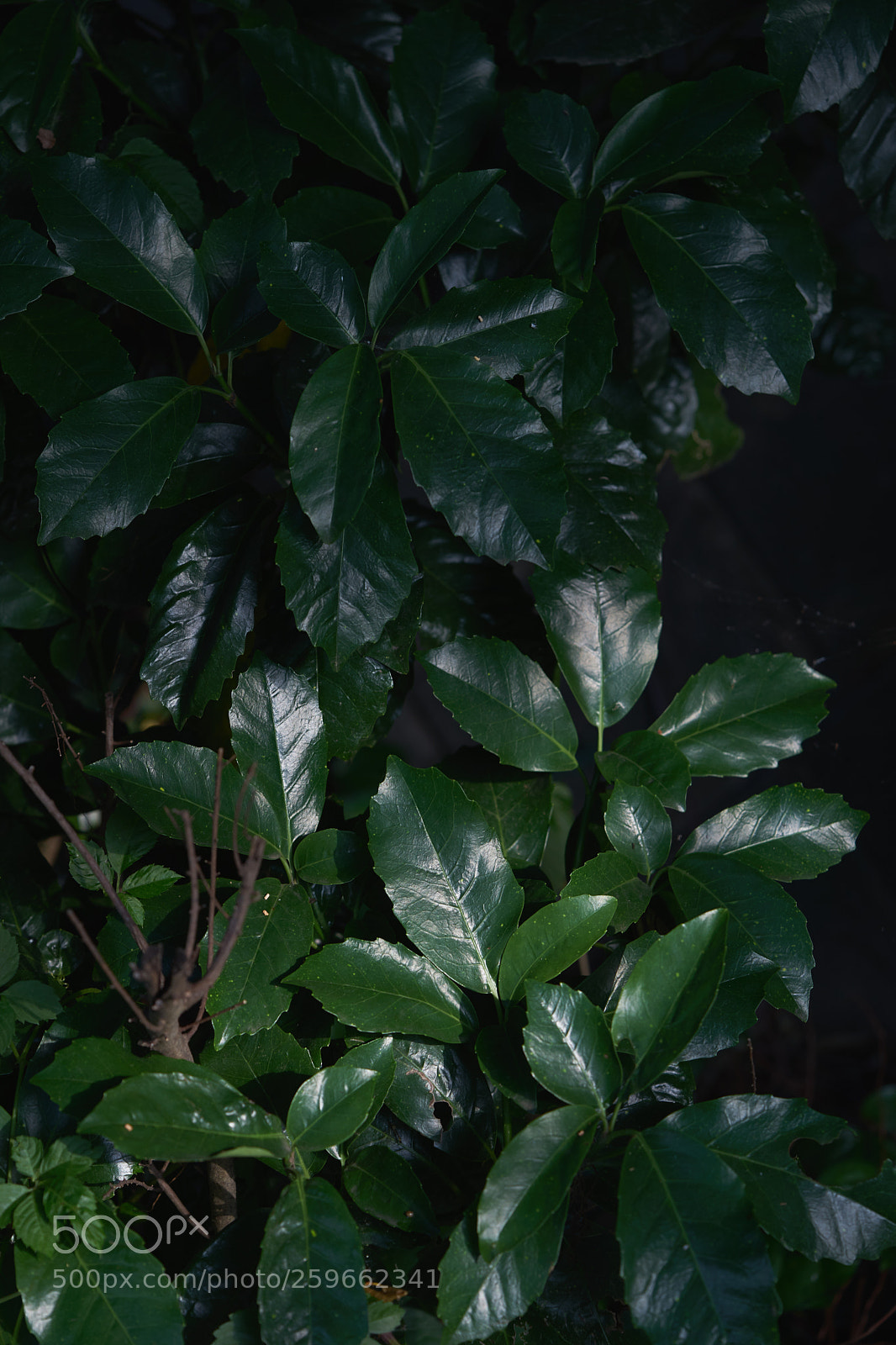 Sony a7 sample photo. Leaves 998 photography