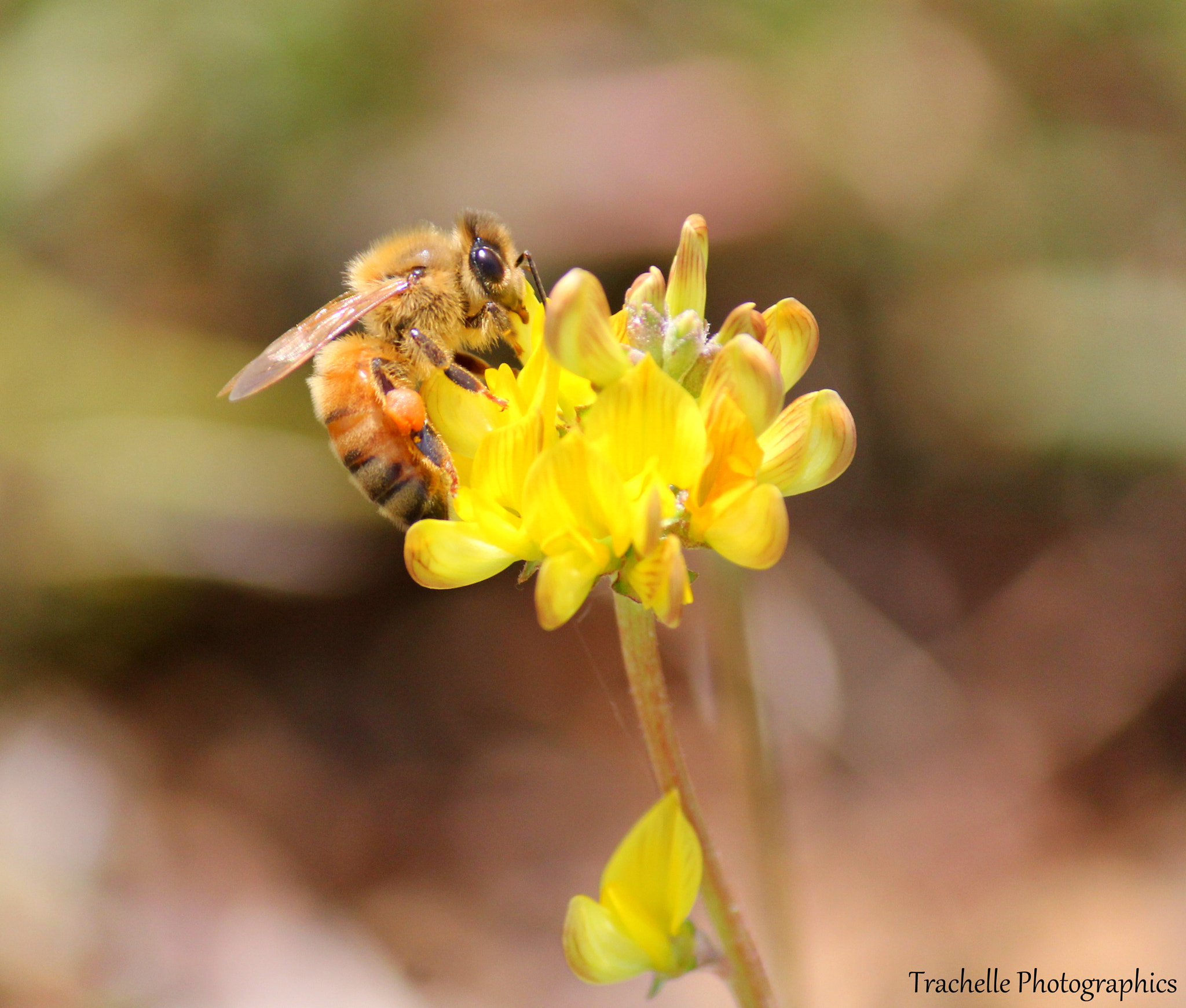 Canon EOS 60D + Canon EF-S 55-250mm F4-5.6 IS sample photo. Bee bouquet photography