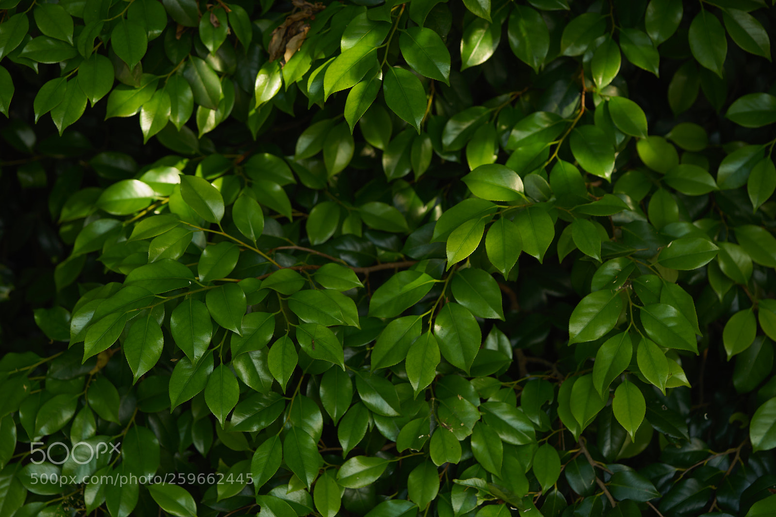 Sony a7 sample photo. Leaves 999 photography