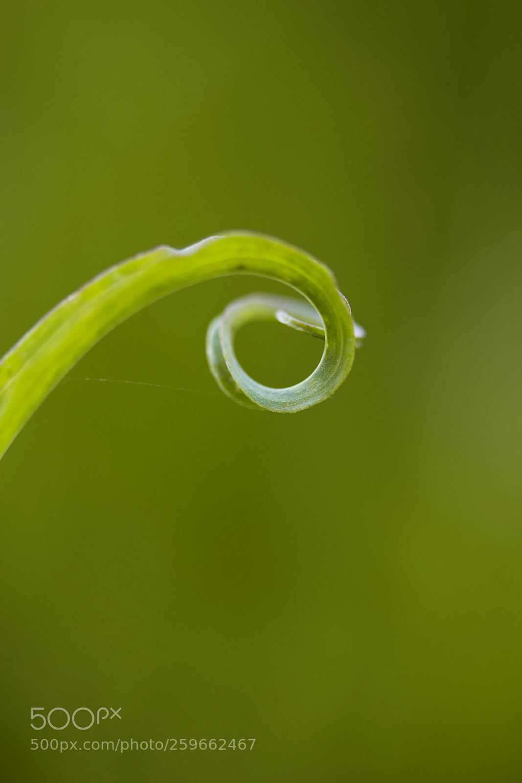 Canon EOS 60D sample photo. Wiesen-bocksbart (tragopogon pratensis) photography