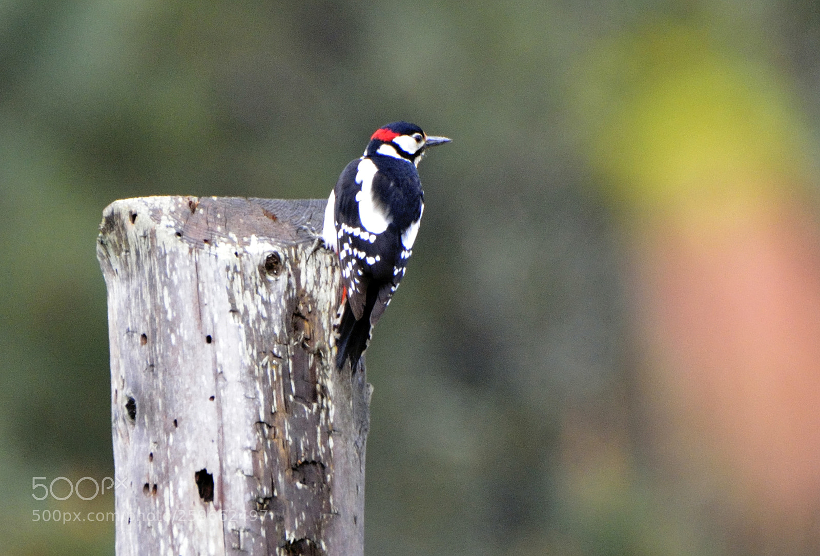 Nikon D7000 sample photo. Picapinos. photography