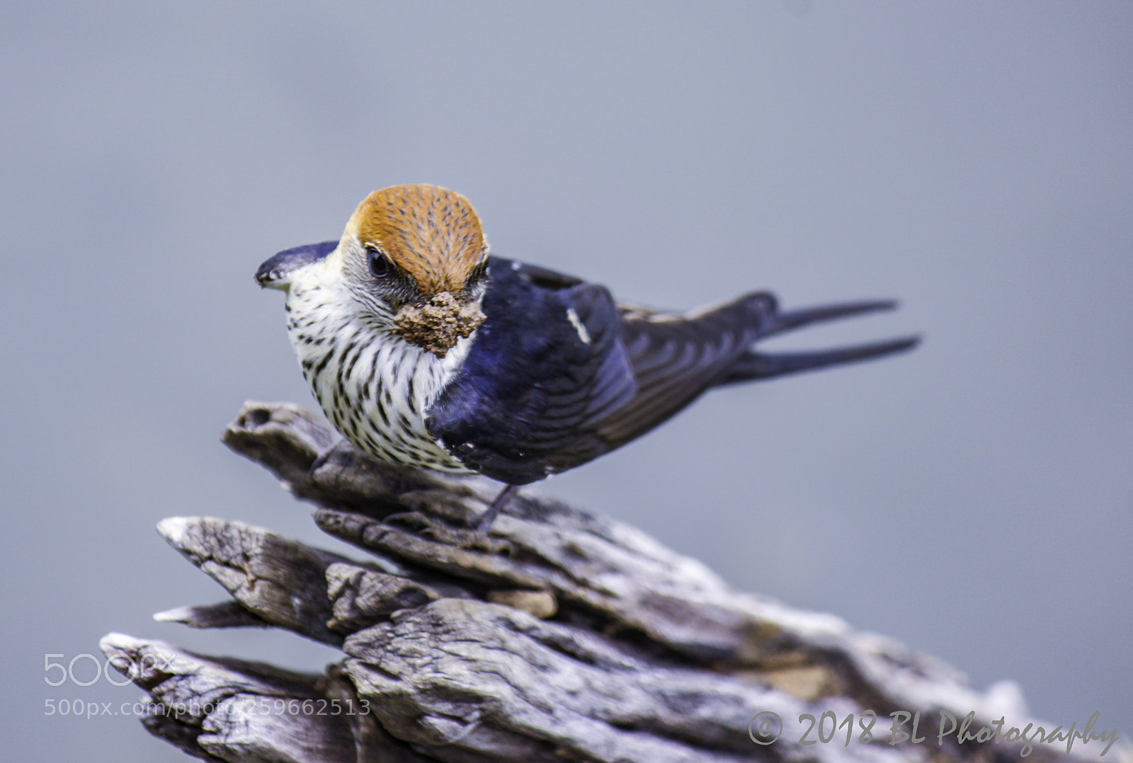 Canon EOS 500D (EOS Rebel T1i / EOS Kiss X3) sample photo. Lesser striped swallow photography