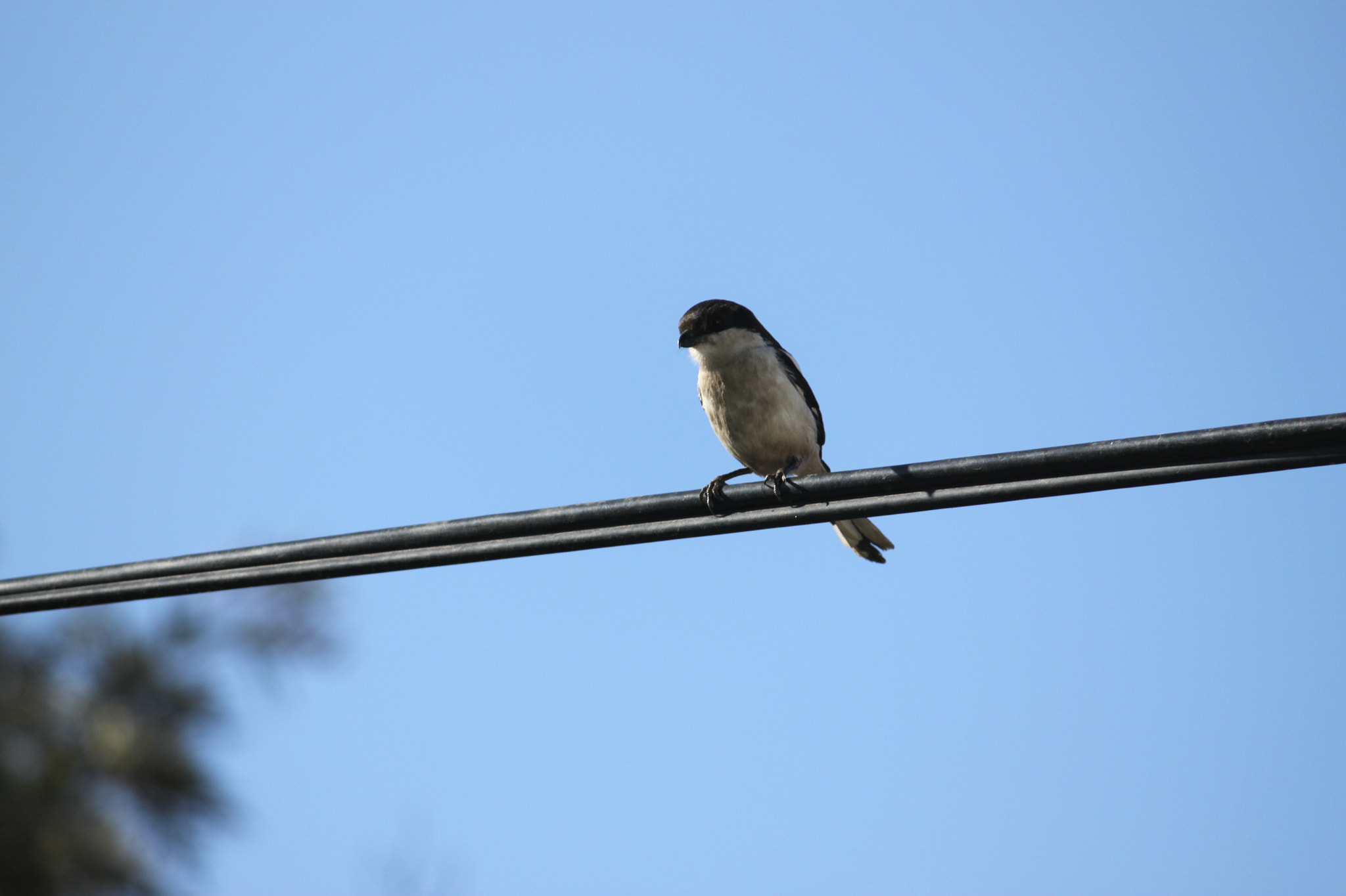 Canon EF-S 55-250mm F4-5.6 IS sample photo. Img photography