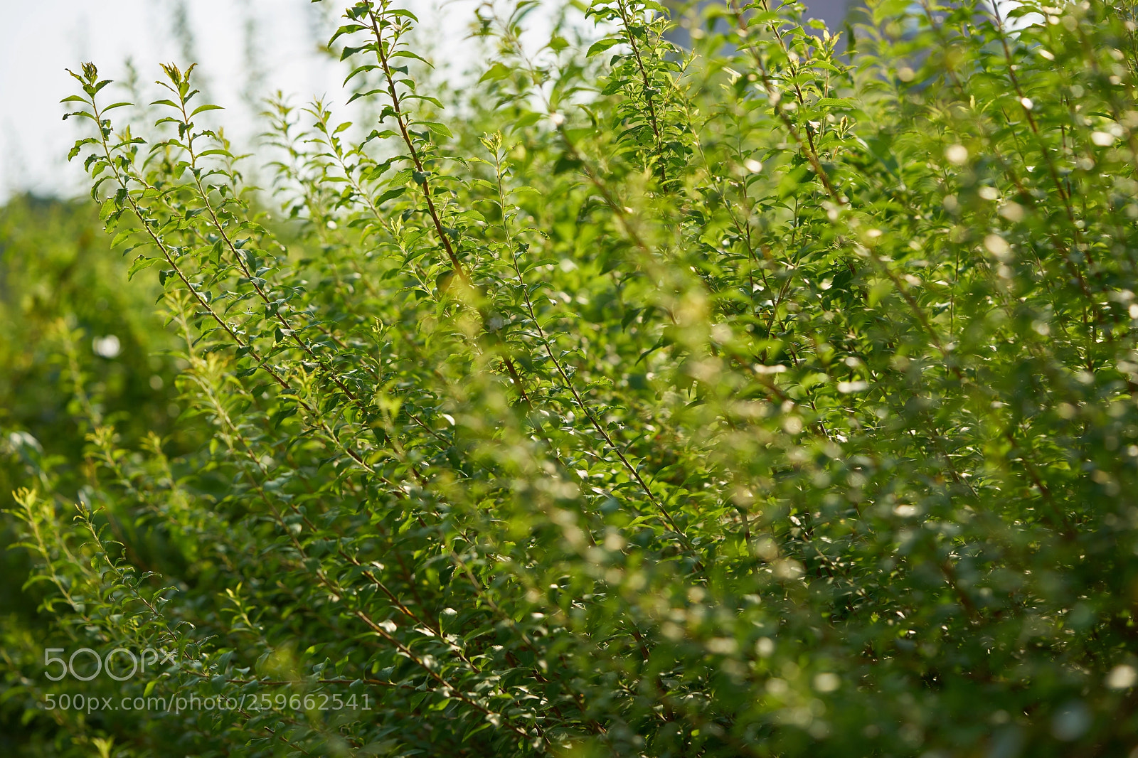 Sony a7 sample photo. Leaves 1000 photography