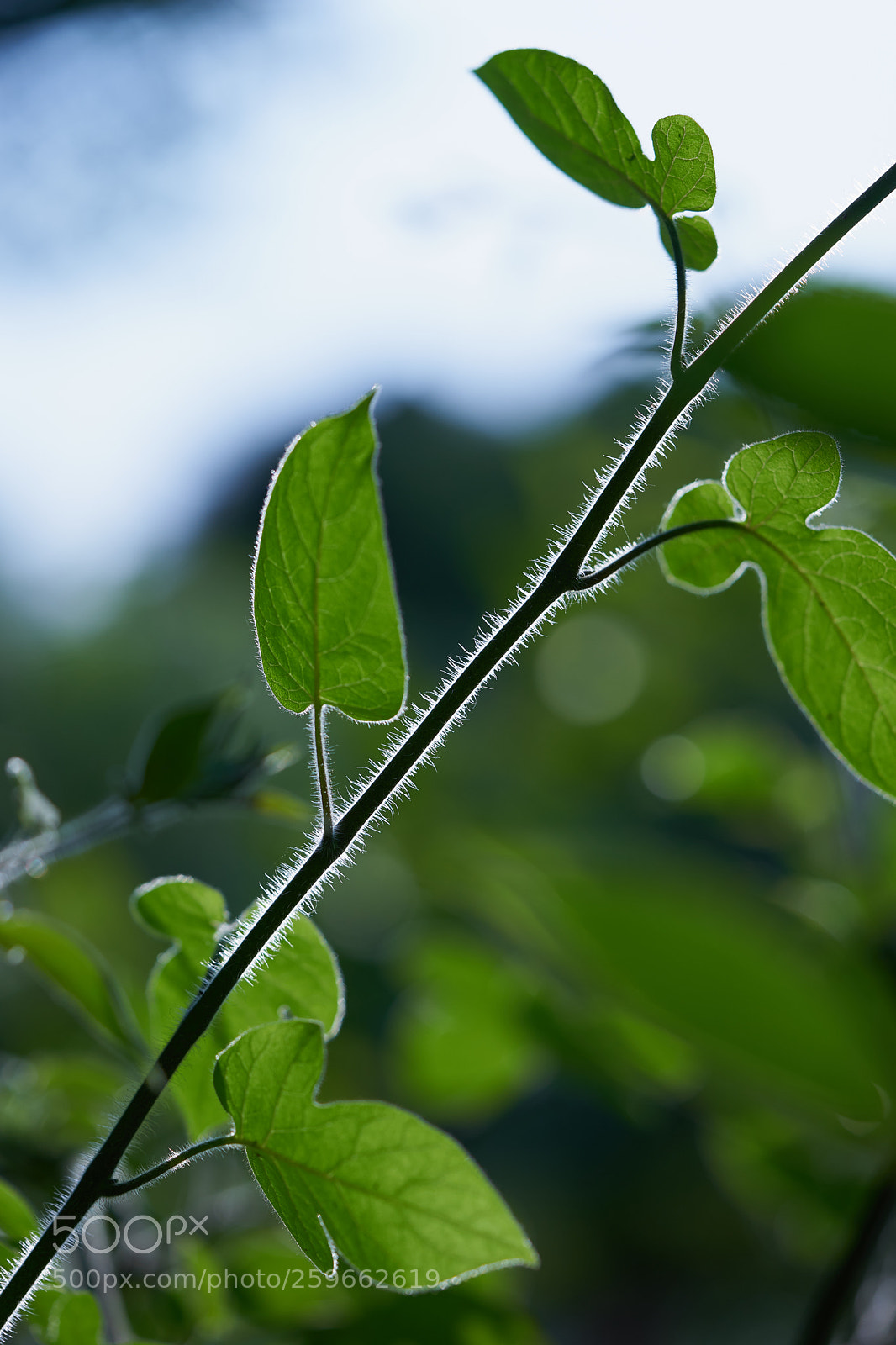 Sony a7 sample photo. Leaves 1001 photography