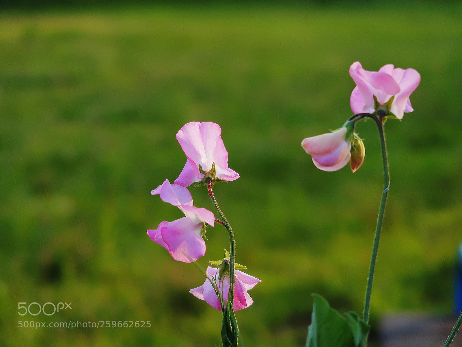 Canon PowerShot G7 X Mark II sample photo. Img photography