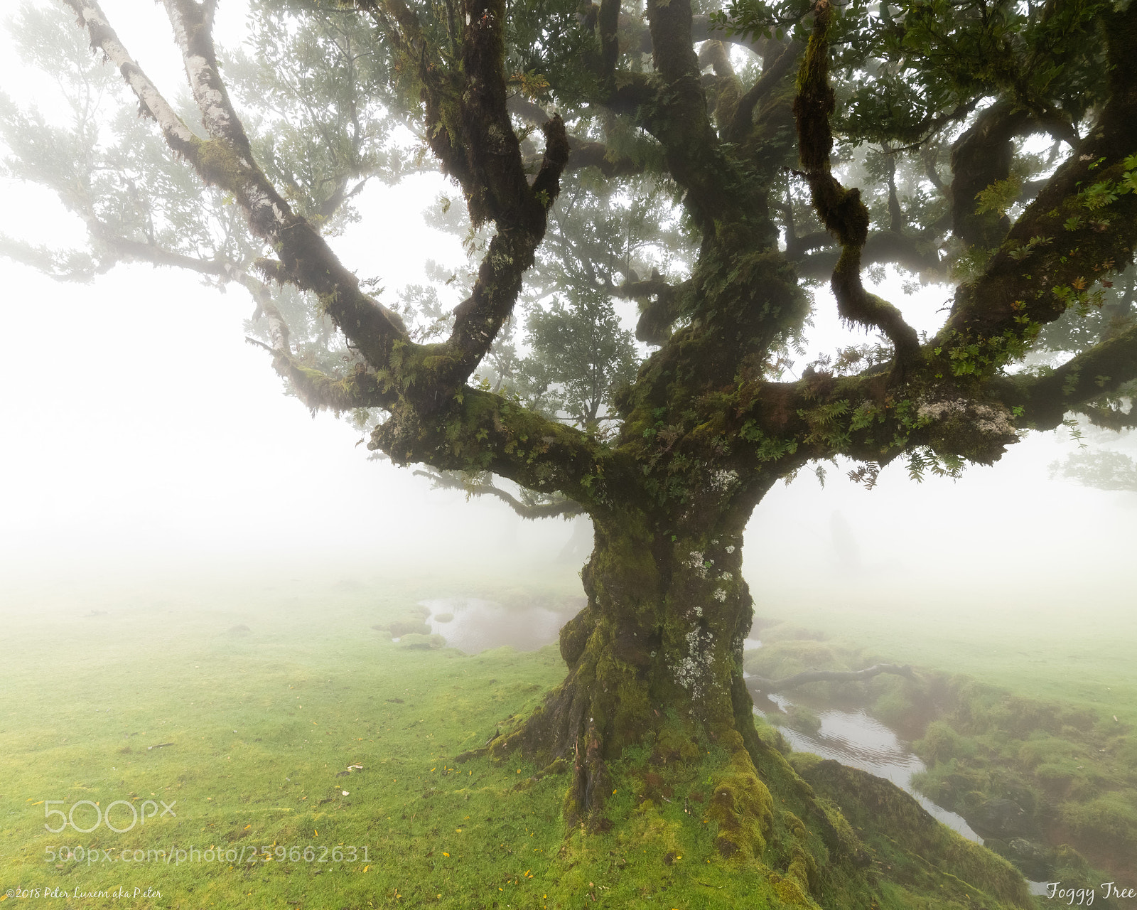 Nikon D850 sample photo. Foggy tree photography
