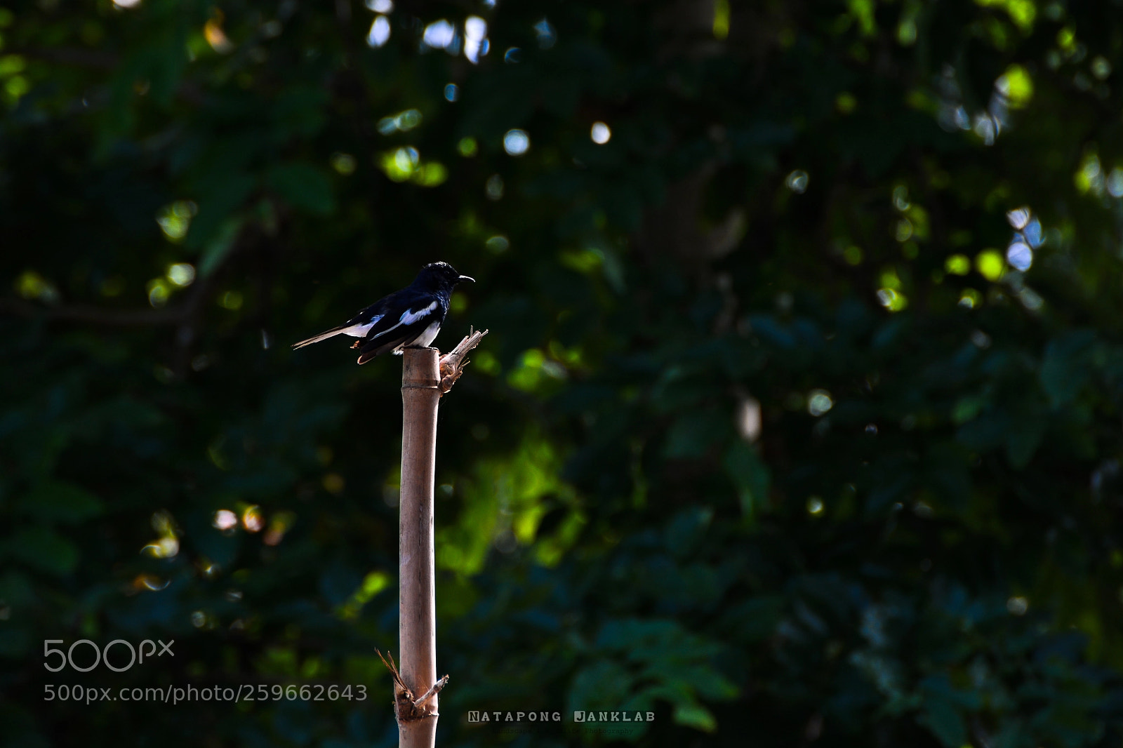 Nikon D7100 sample photo. Oriental magpie robin photography