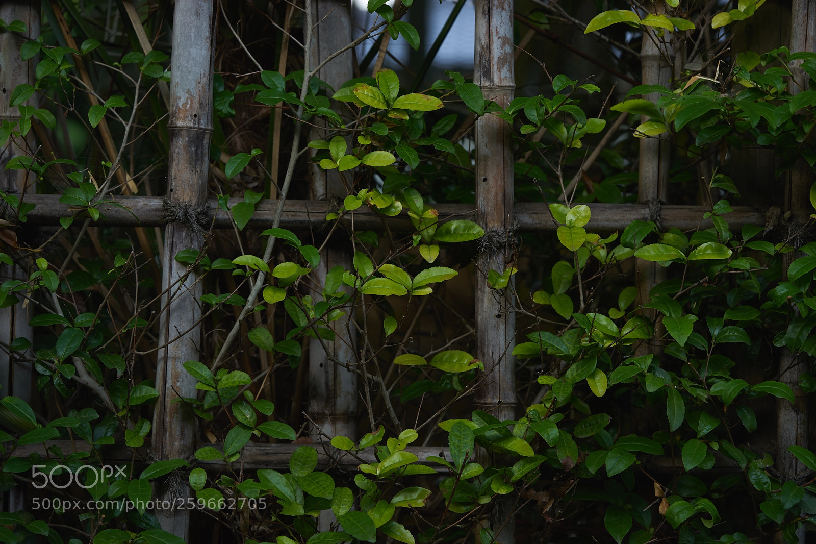 Sony a7 sample photo. Leaves 1002 photography