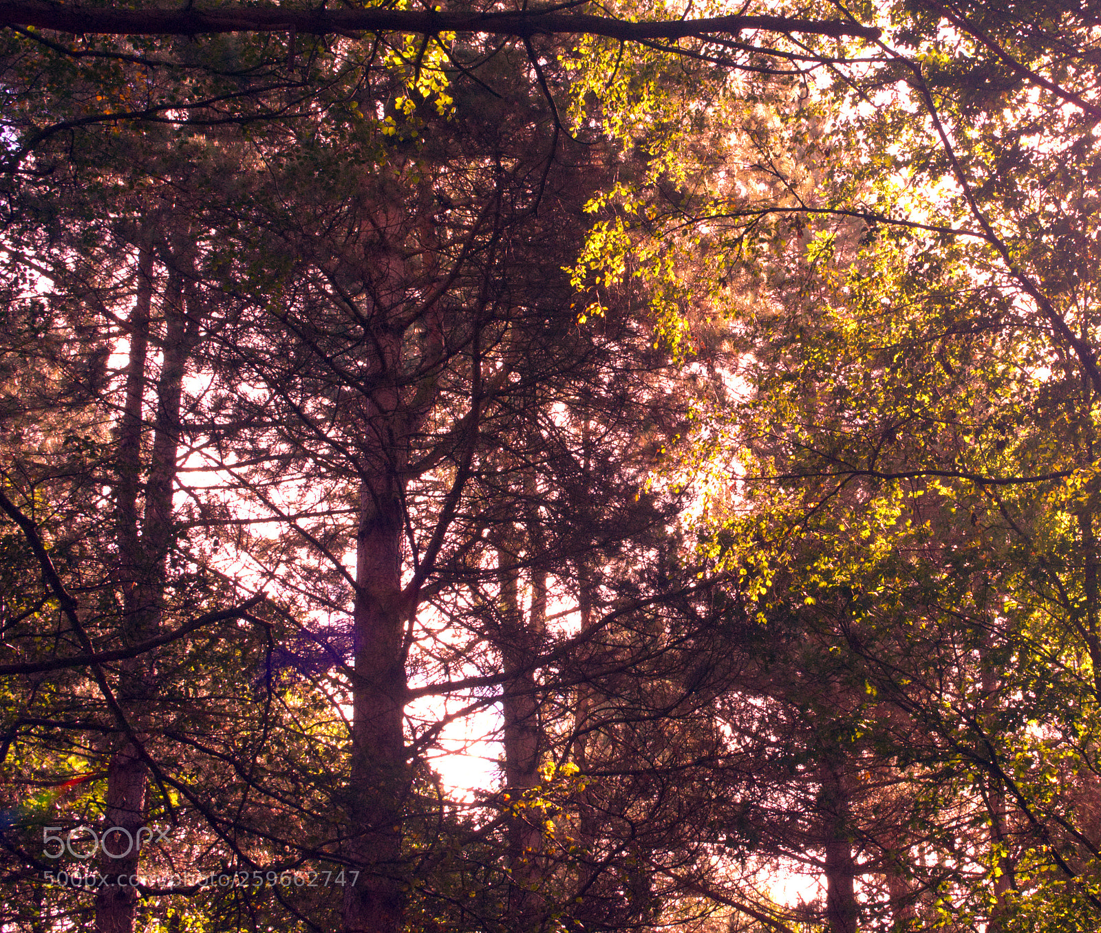 Nikon D7100 sample photo. Sunlight & leaves photography