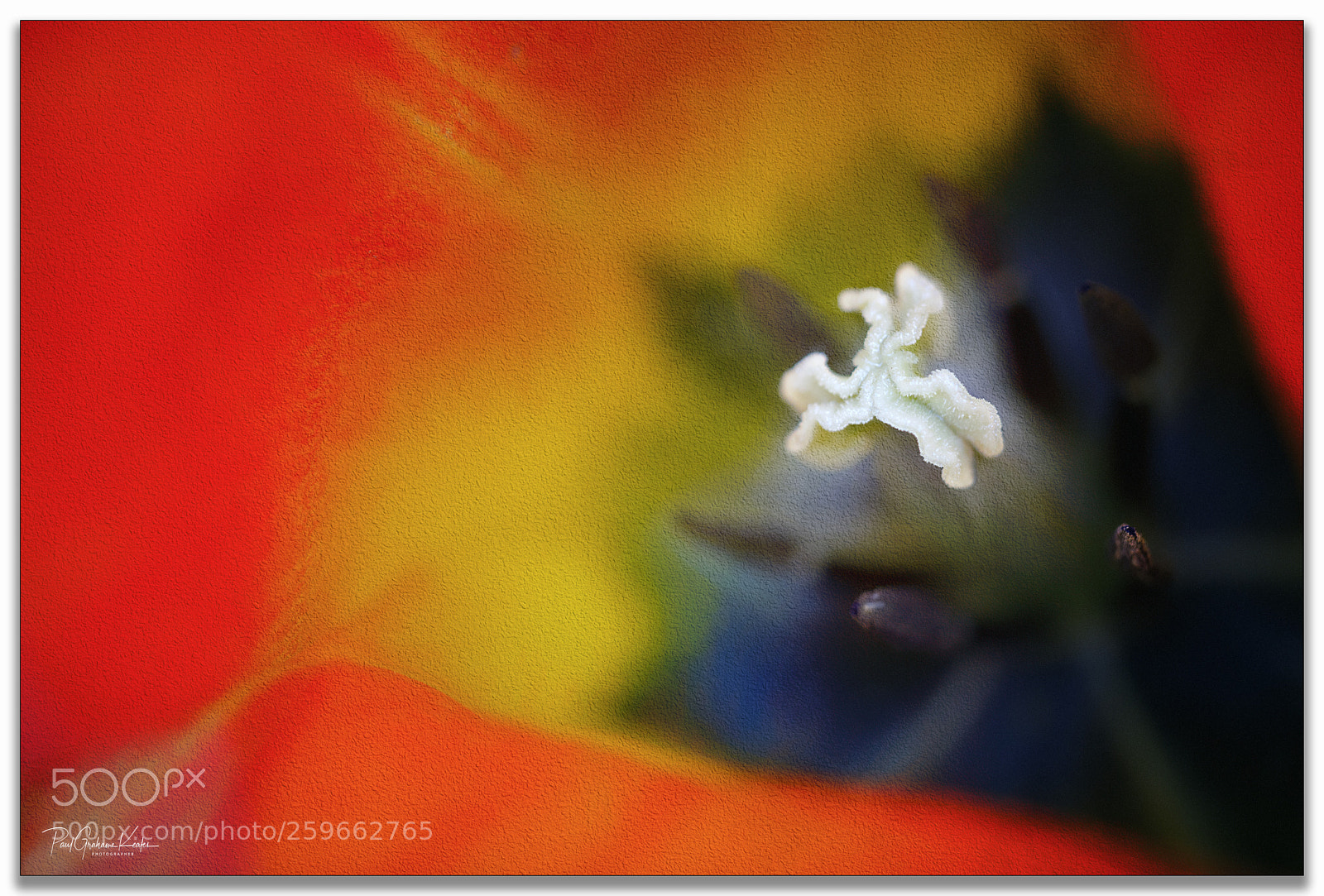 Canon EOS 5D Mark II sample photo. The wonder of nature .... photography