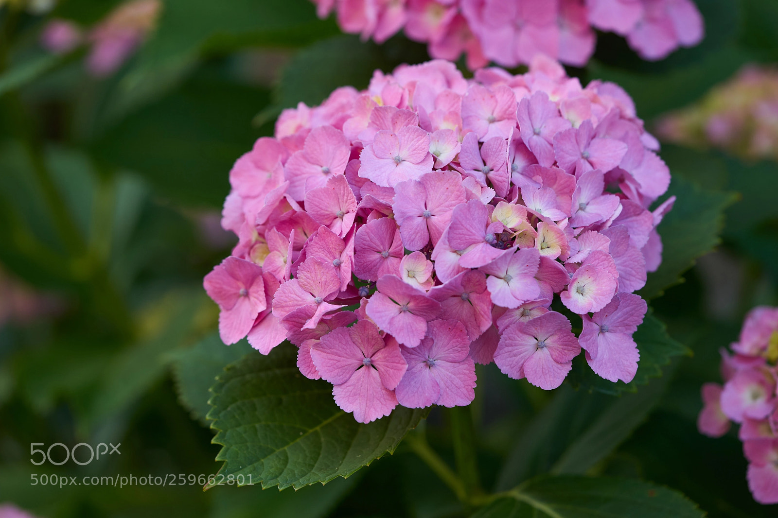 Sony a7 sample photo. Flowers 6657 photography