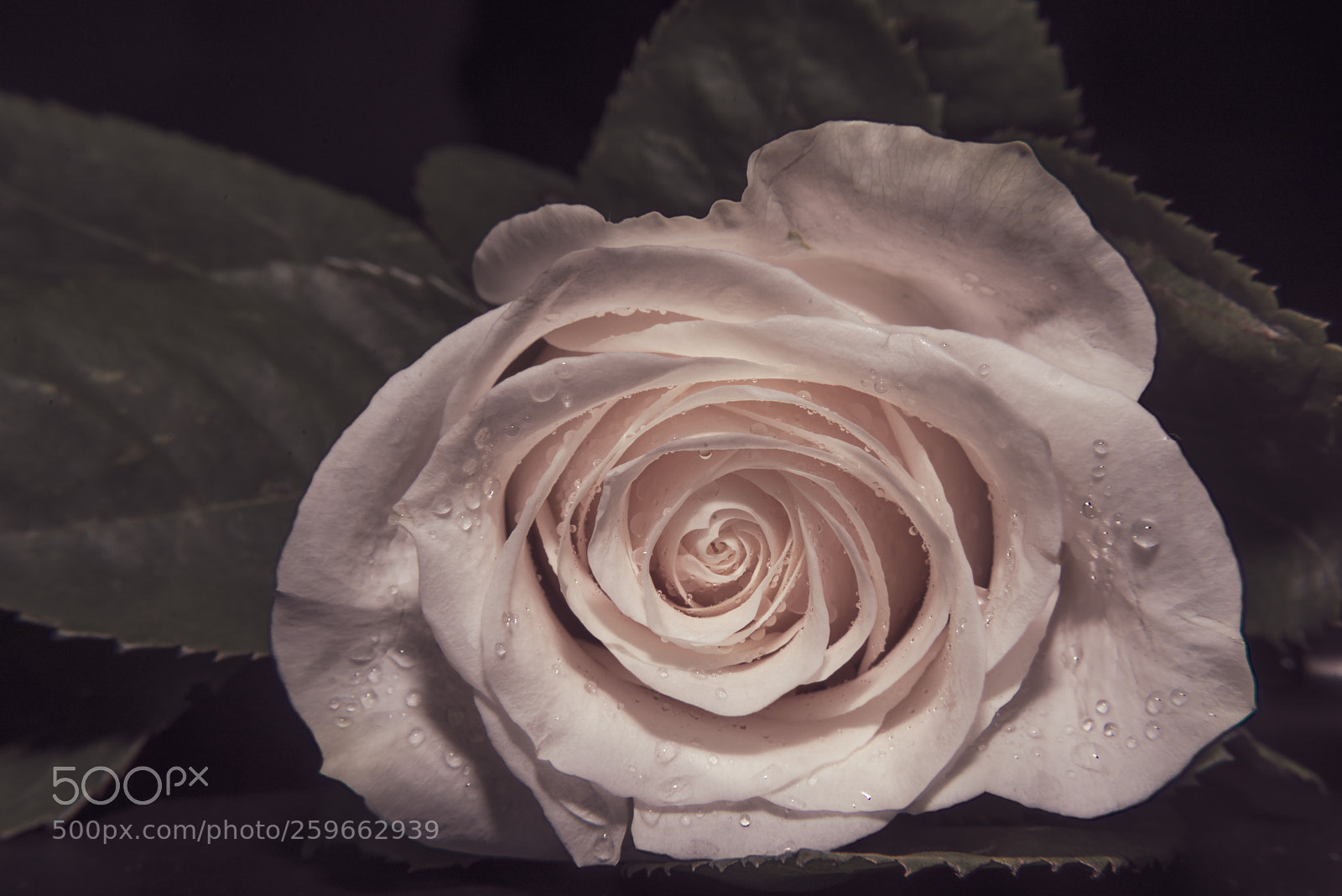 Nikon D800 sample photo. A close up macro photography