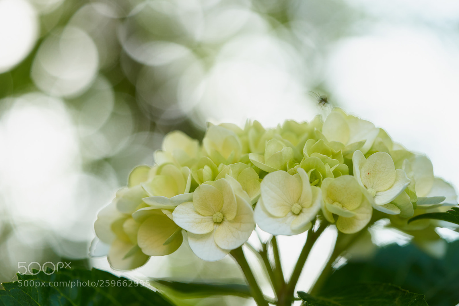 Sony a7 sample photo. Flowers 6659 photography