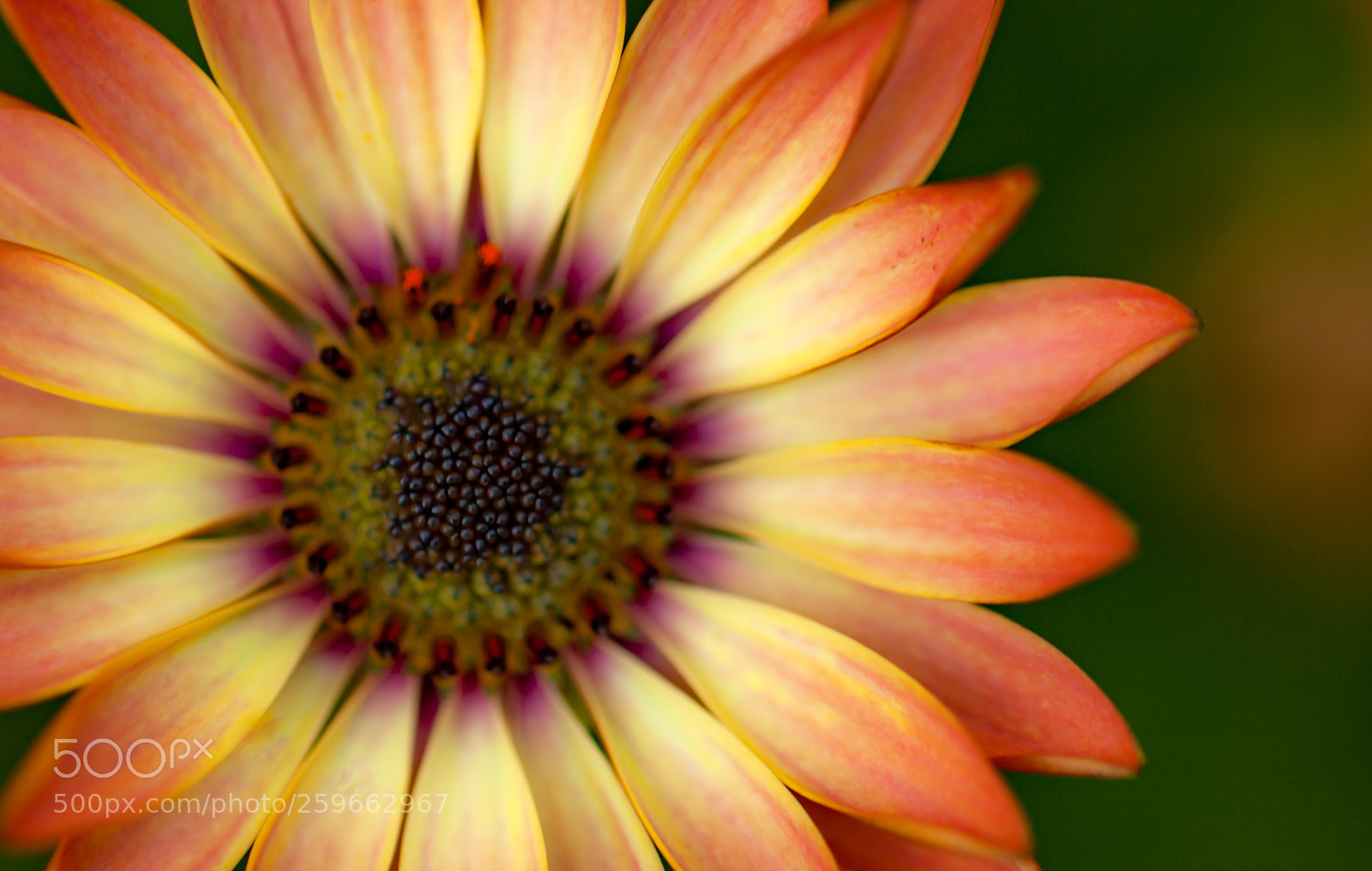 Canon EOS 5D Mark II sample photo. A colorful flower... photography