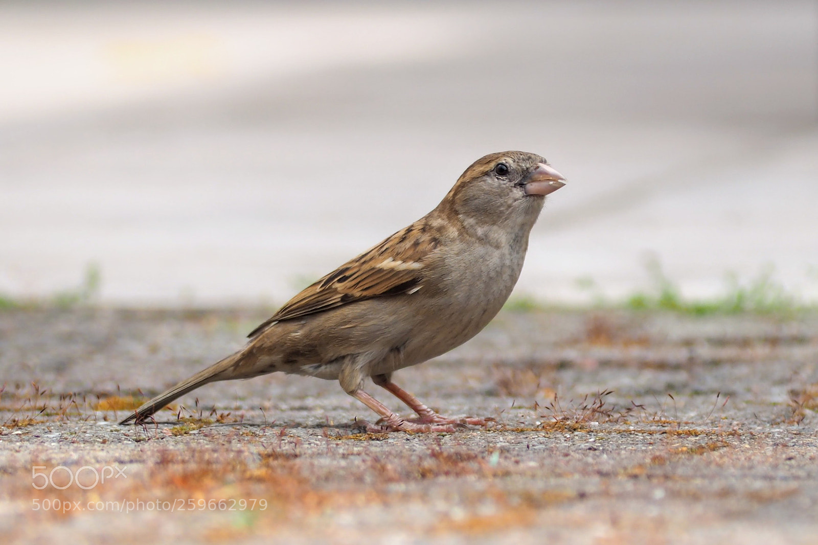 Olympus OM-D E-M10 II sample photo. Sparrow photography