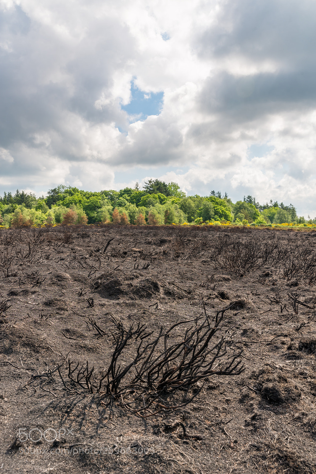 Nikon D610 sample photo. Burned heathland photography