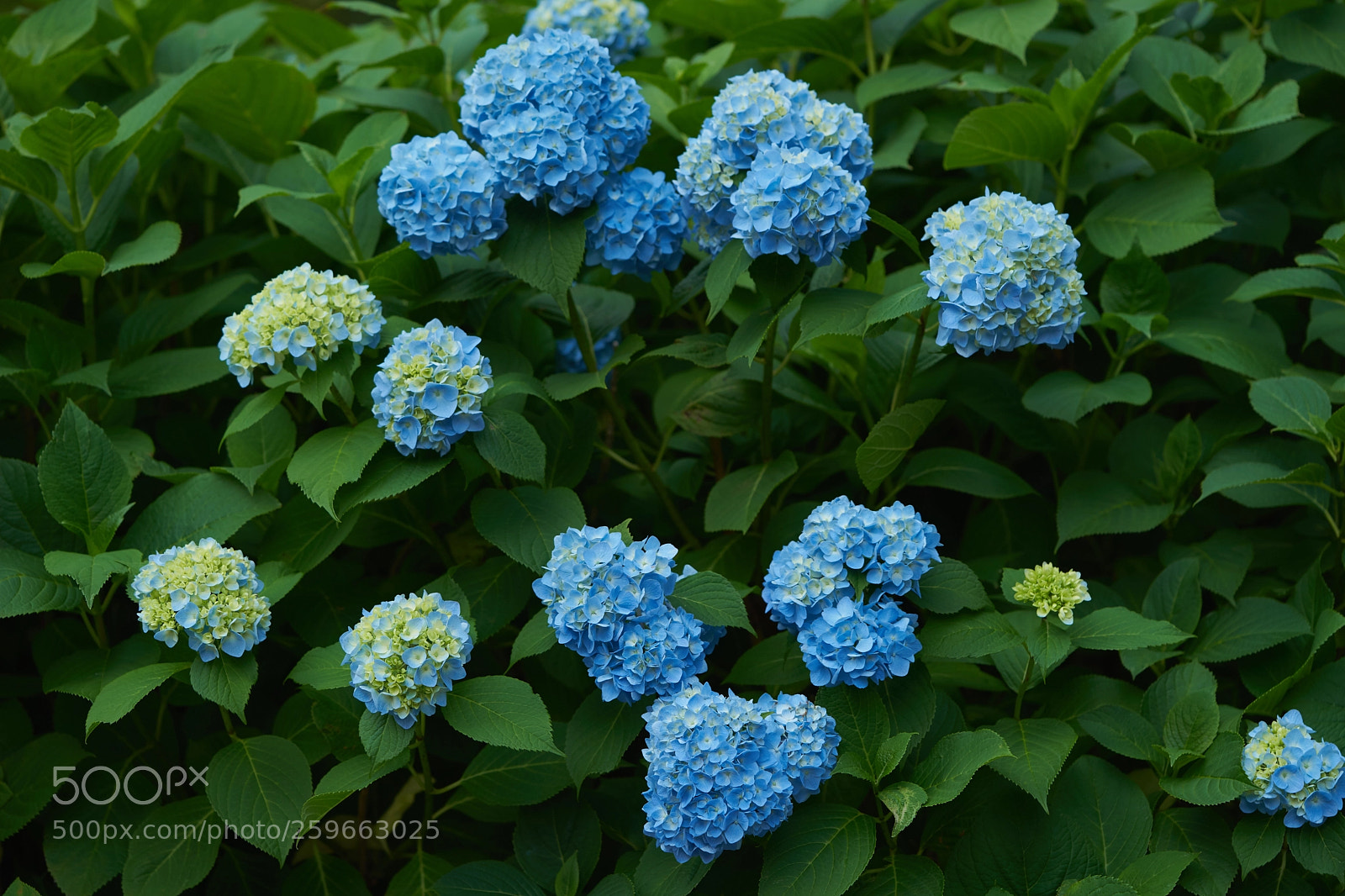 Sony a7 sample photo. Flowers 6660 photography