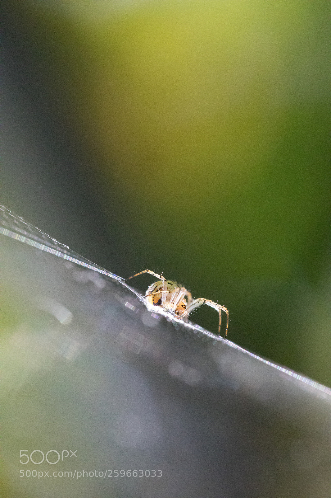 Canon EOS 5D Mark IV sample photo. Araignee photography