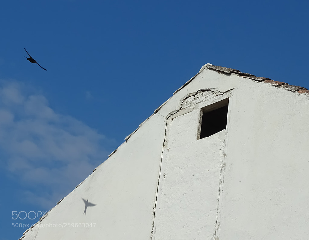 Sony Cyber-shot DSC-HX400V sample photo. Swallow fly photography