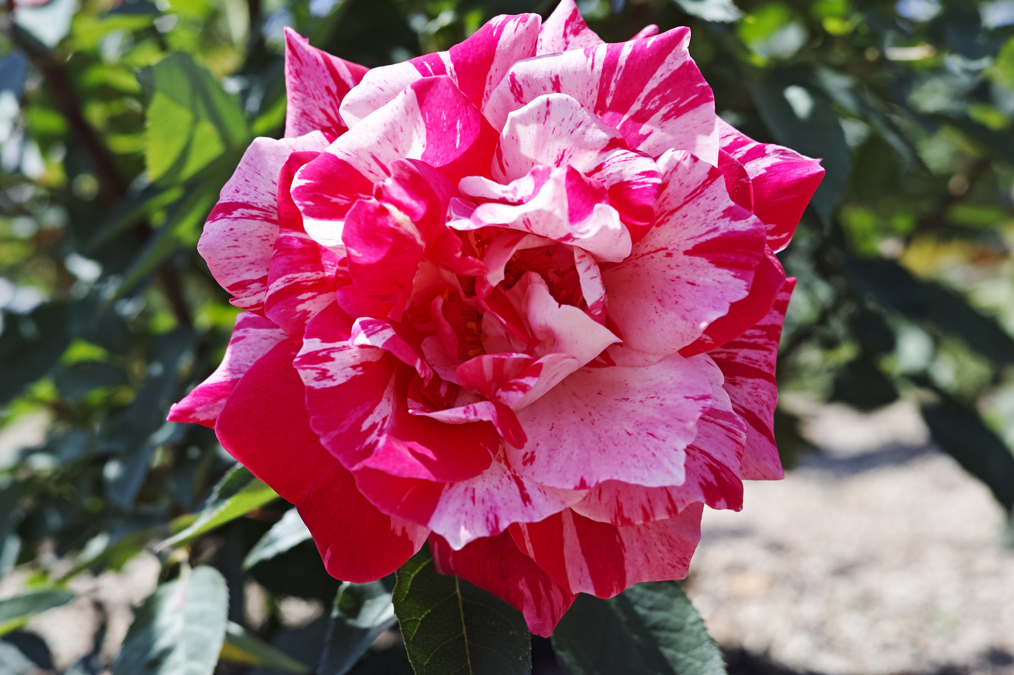 Sigma dp2 Quattro sample photo. Pink rose photography