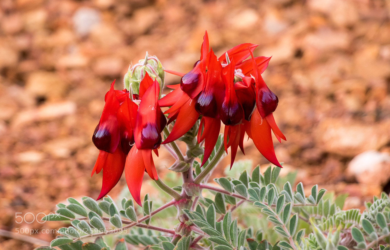 Canon EOS 7D Mark II sample photo. Sturts desert pea photography
