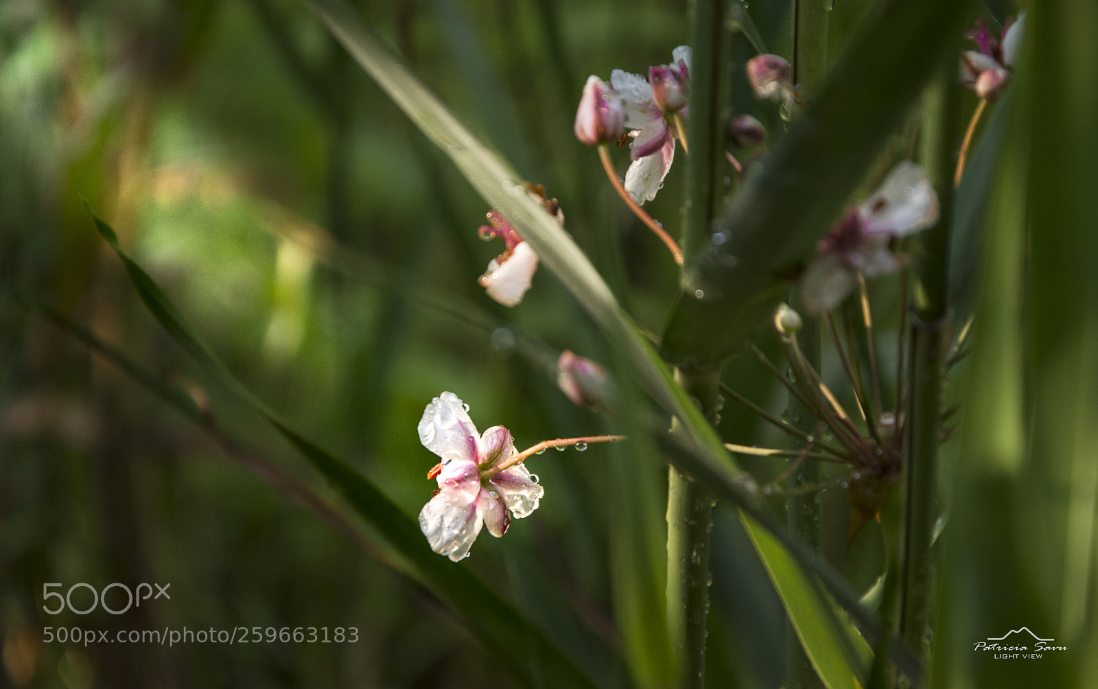 Nikon D7200 sample photo. Detail photography