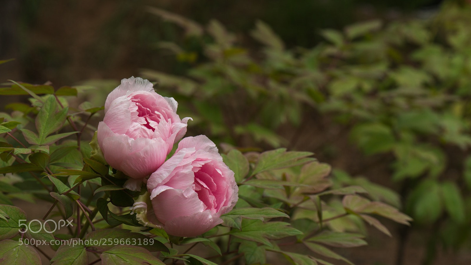 Nikon D800E sample photo. Subshrubby peony flower photography