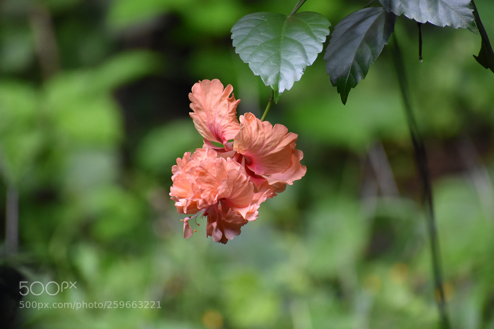 Nikon D3400 sample photo. Hibiscus photography