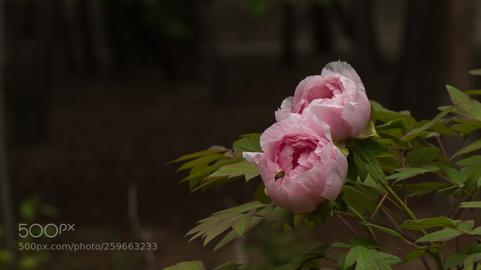 Nikon D800E sample photo. Subshrubby peony flower photography
