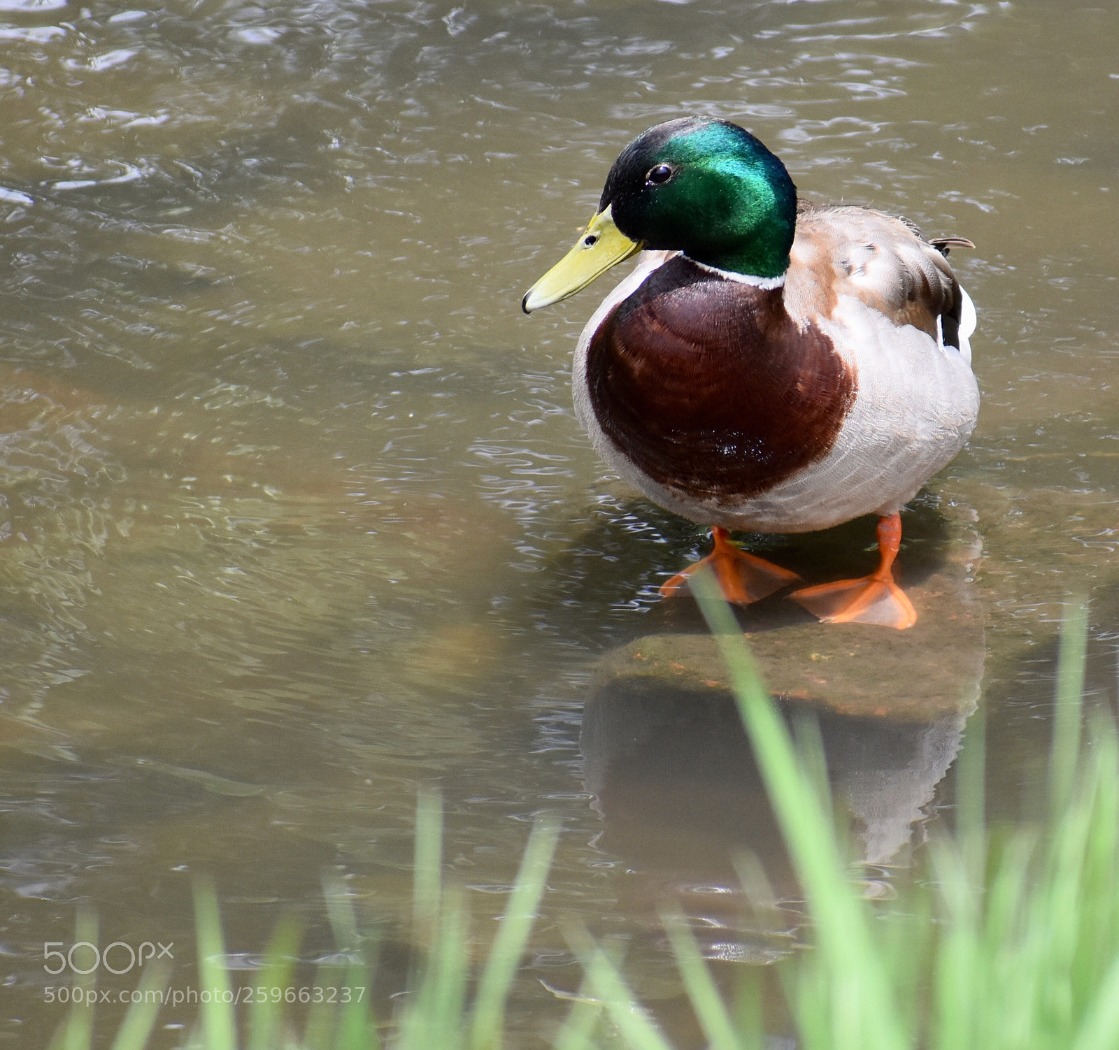 Nikon D3400 sample photo. Mallard ii photography