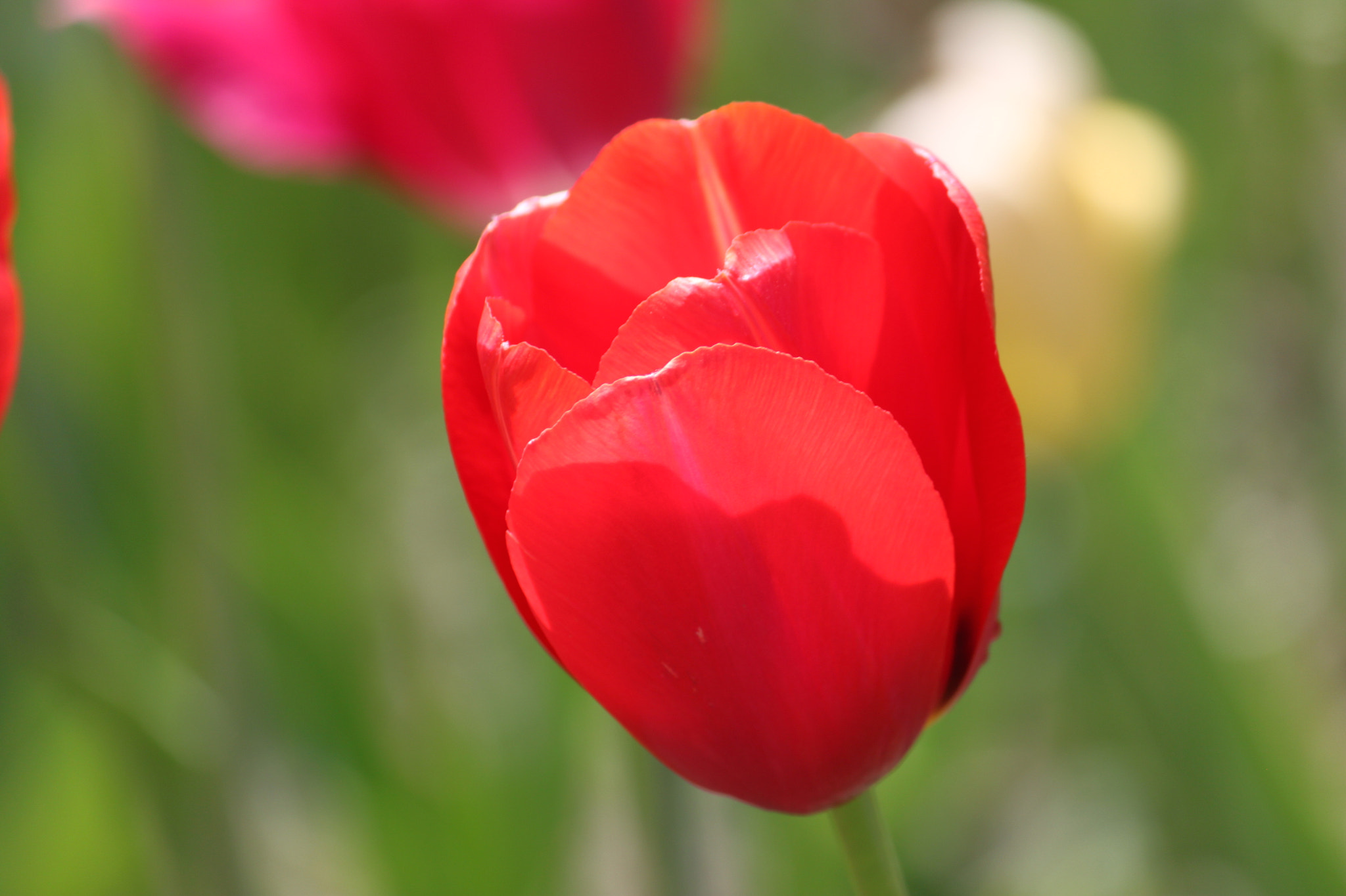 Canon EF-S 55-250mm F4-5.6 IS sample photo. Img photography