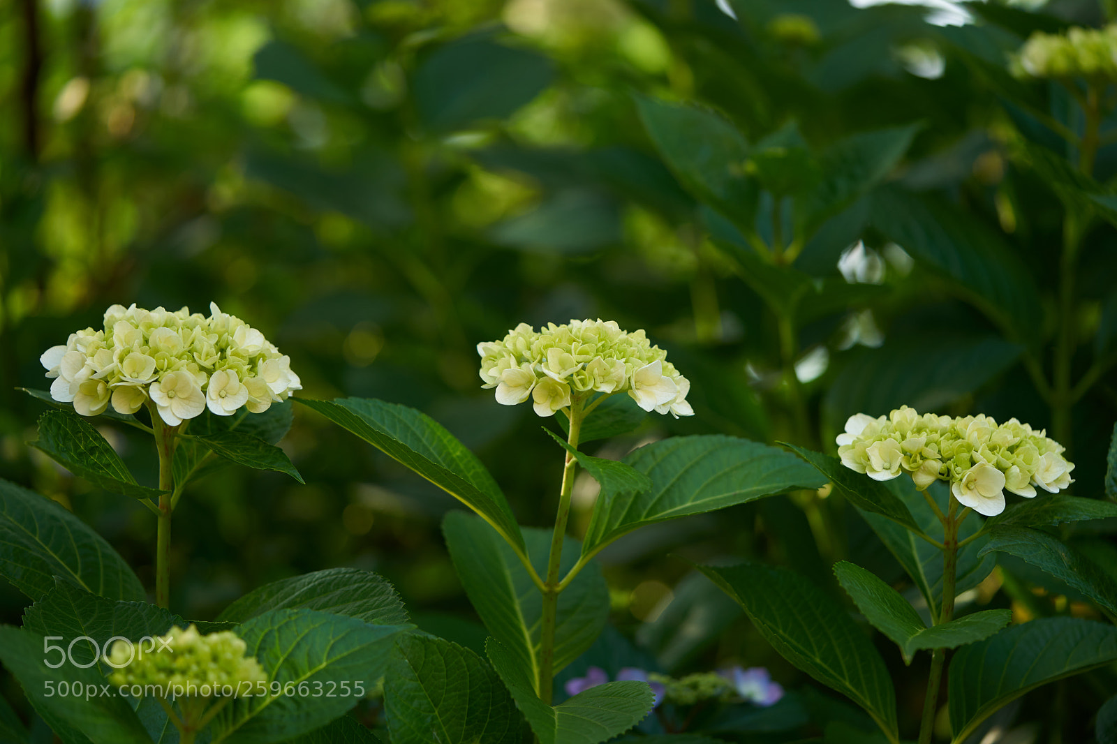 Sony a7 sample photo. Flowers 6663 photography
