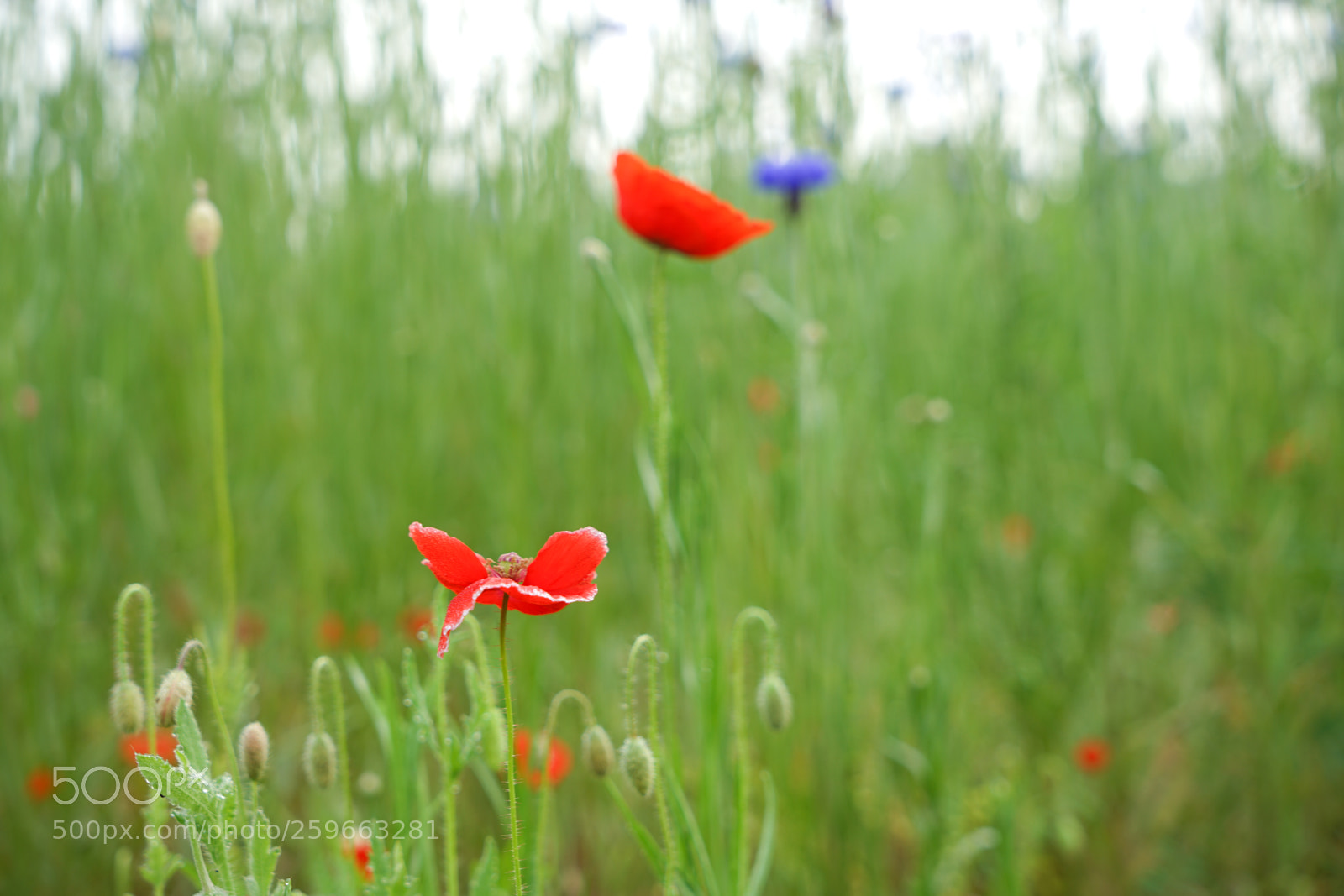 Sony a7 II sample photo. Dsc photography